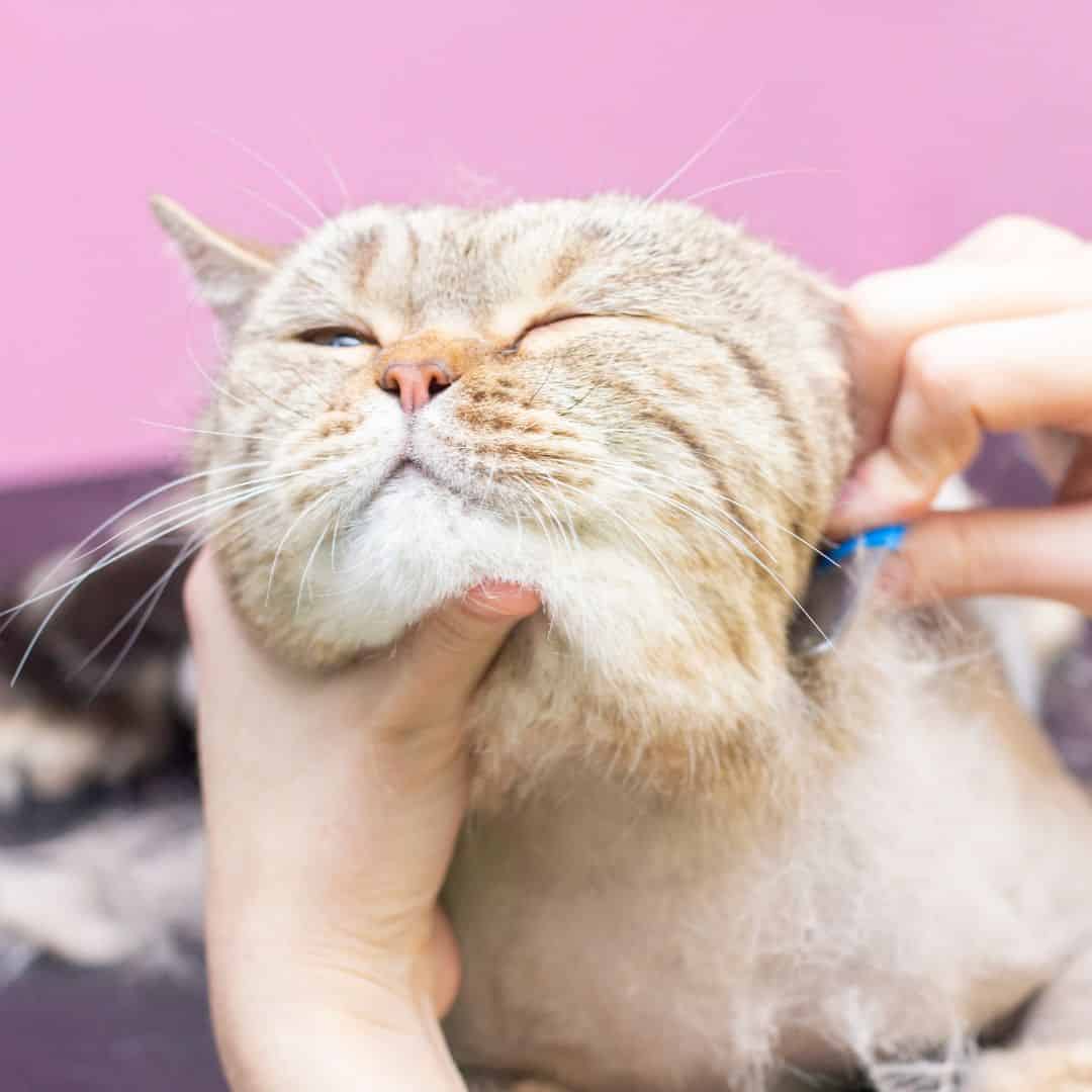 Tout le nécessaire pour sécher et laver votre chat