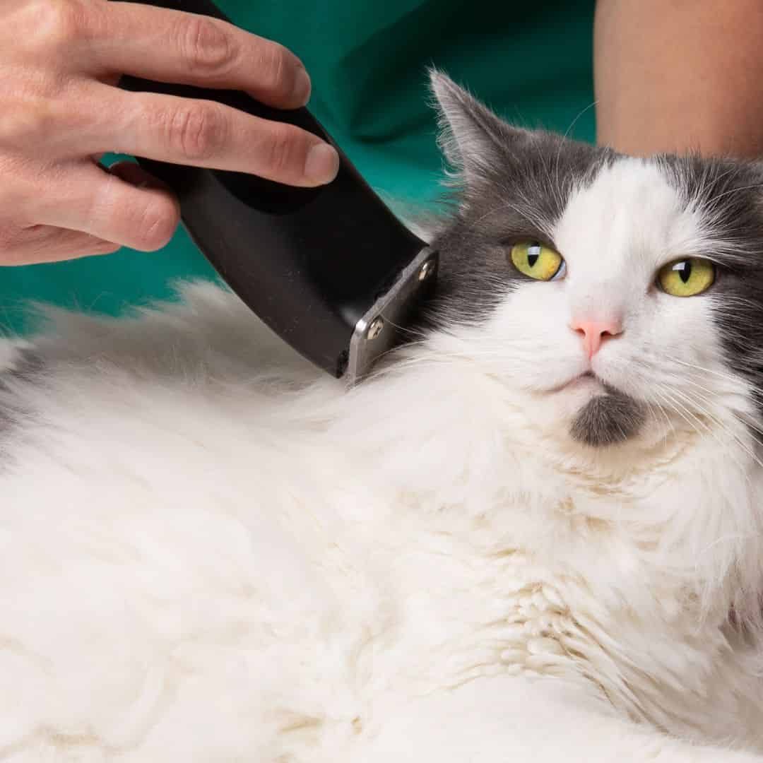 Une tondeuse pour son chat