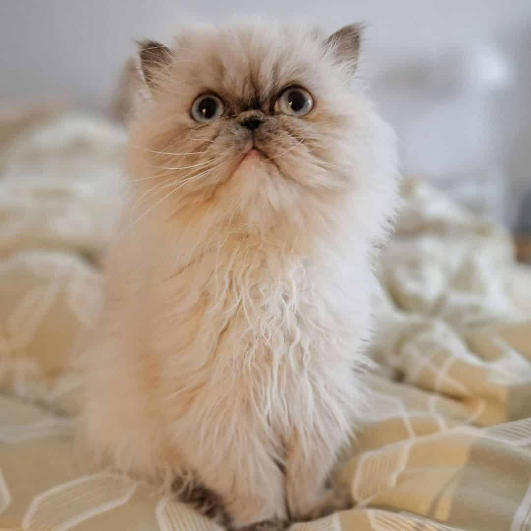 Sans oublier de le parfumer