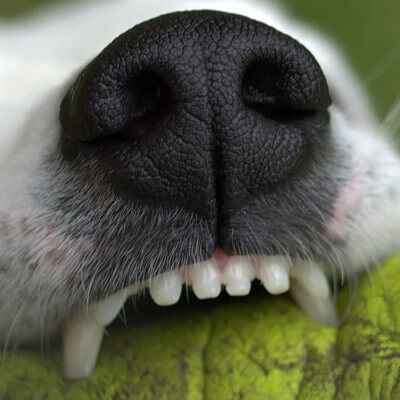 Combien de dents à un chien ?