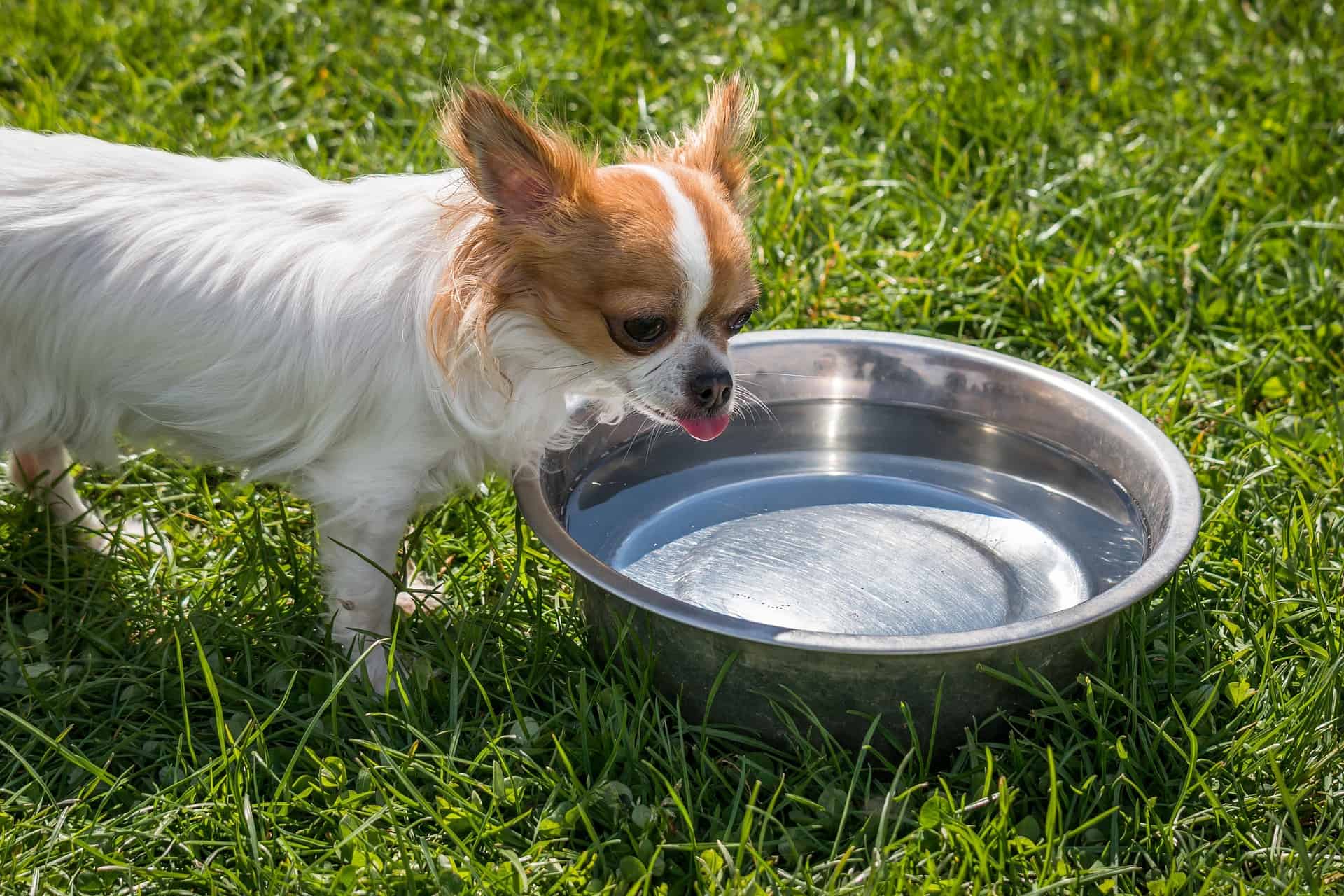 Chien qui boit dans une gamelle d'eau