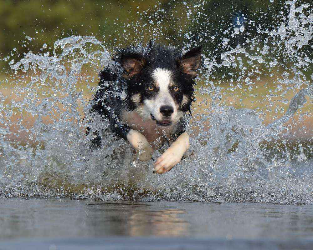 Sport d’eau pour chien