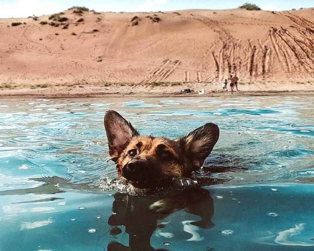 Un chien peut-il se noyer ?