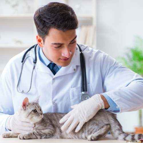 La purge chat, réflexe de santé