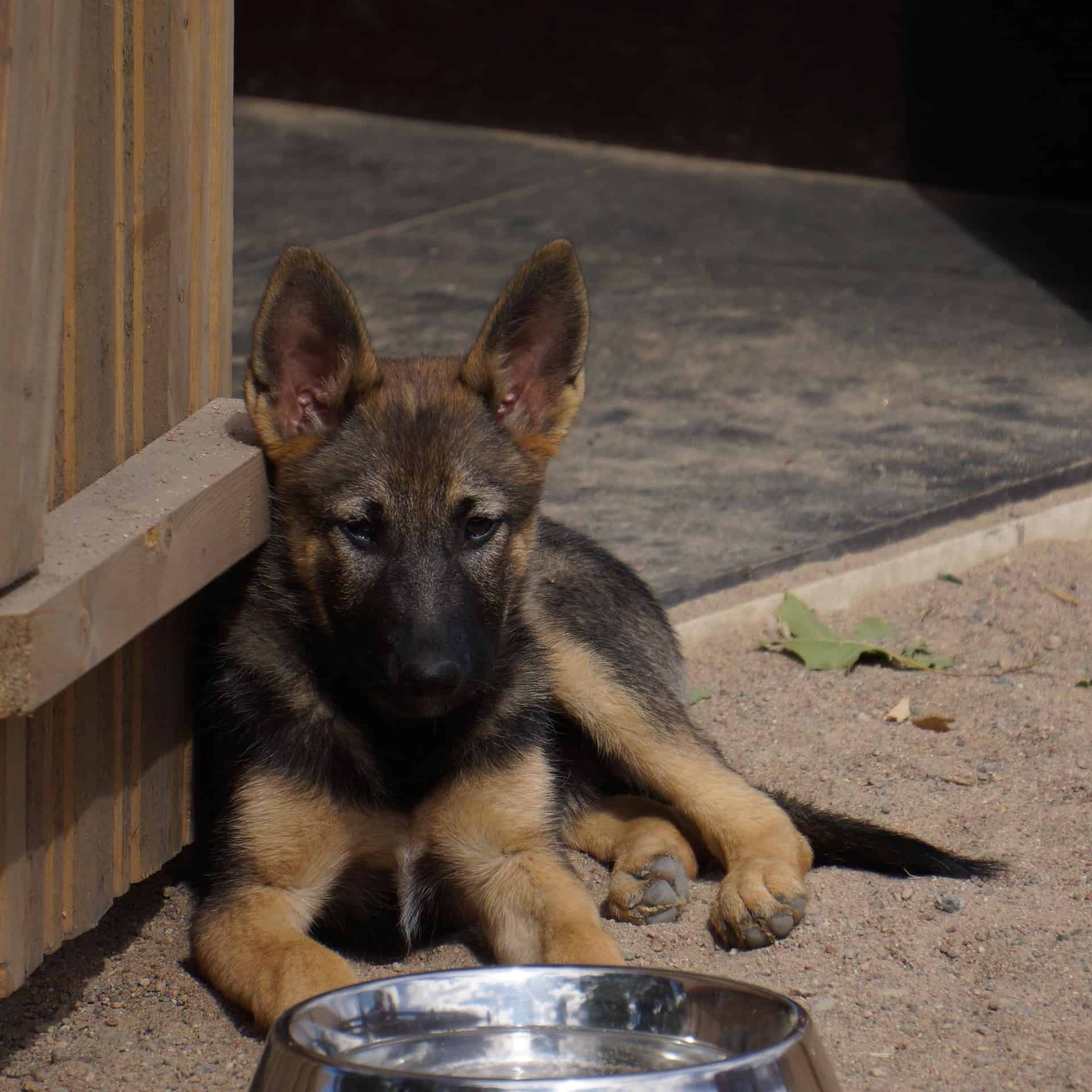Chien avec une gamelle d'eau