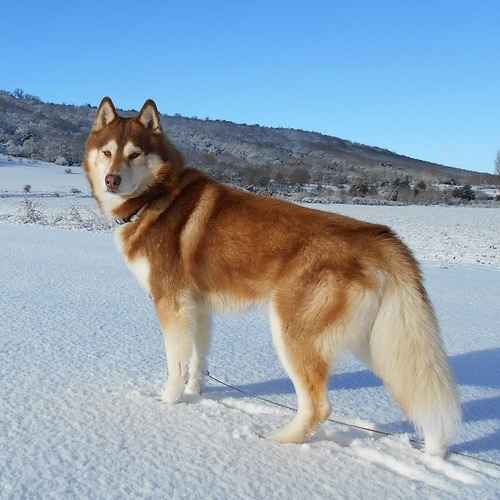 Tout savoir sur le Husky de Sibérie