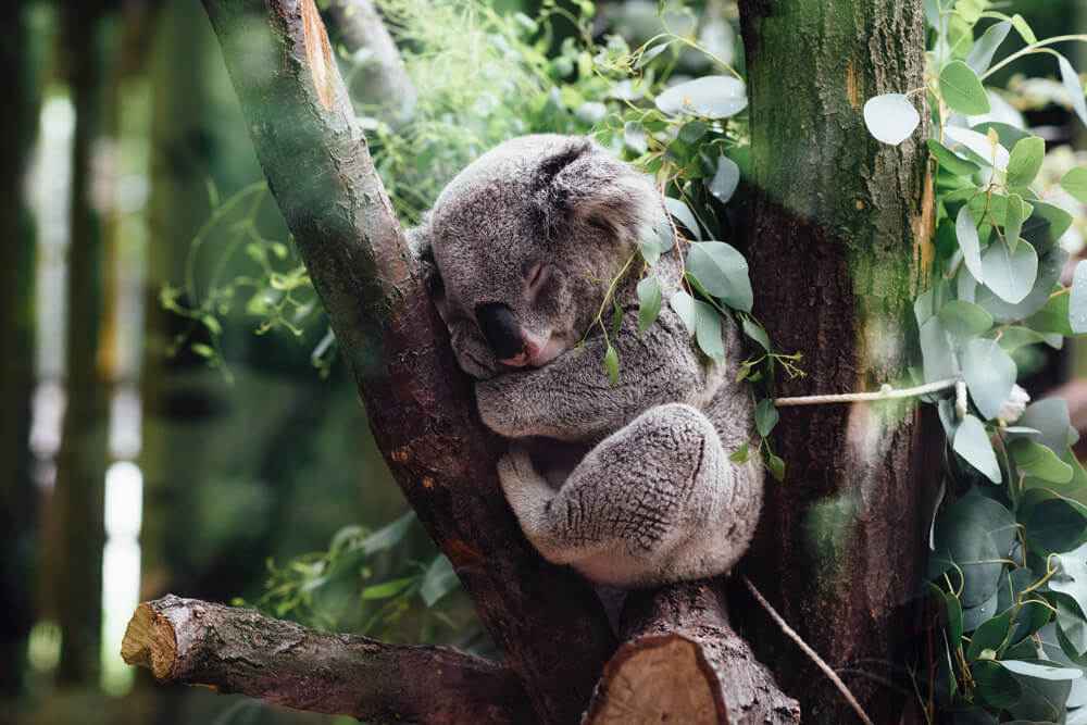 Koala mignon