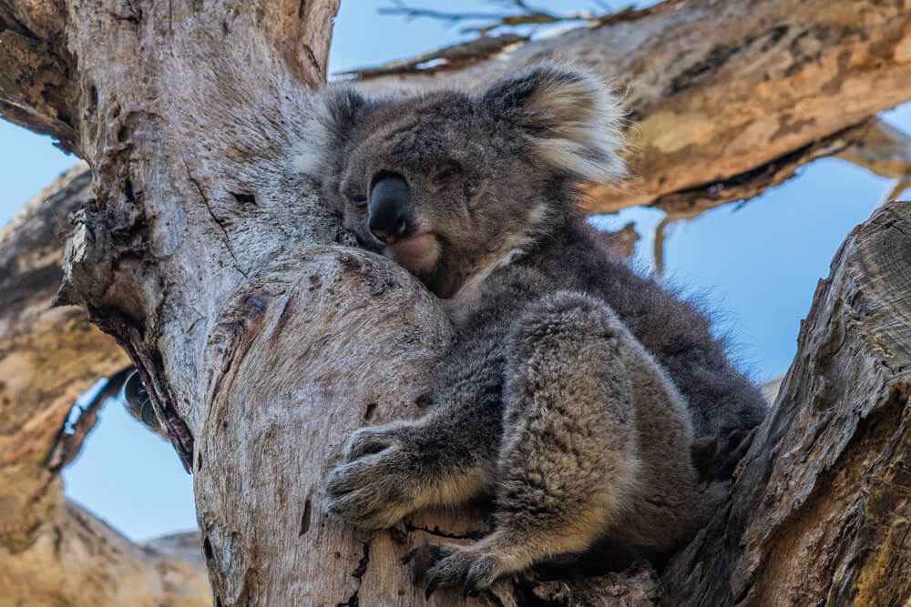 Koala mignon