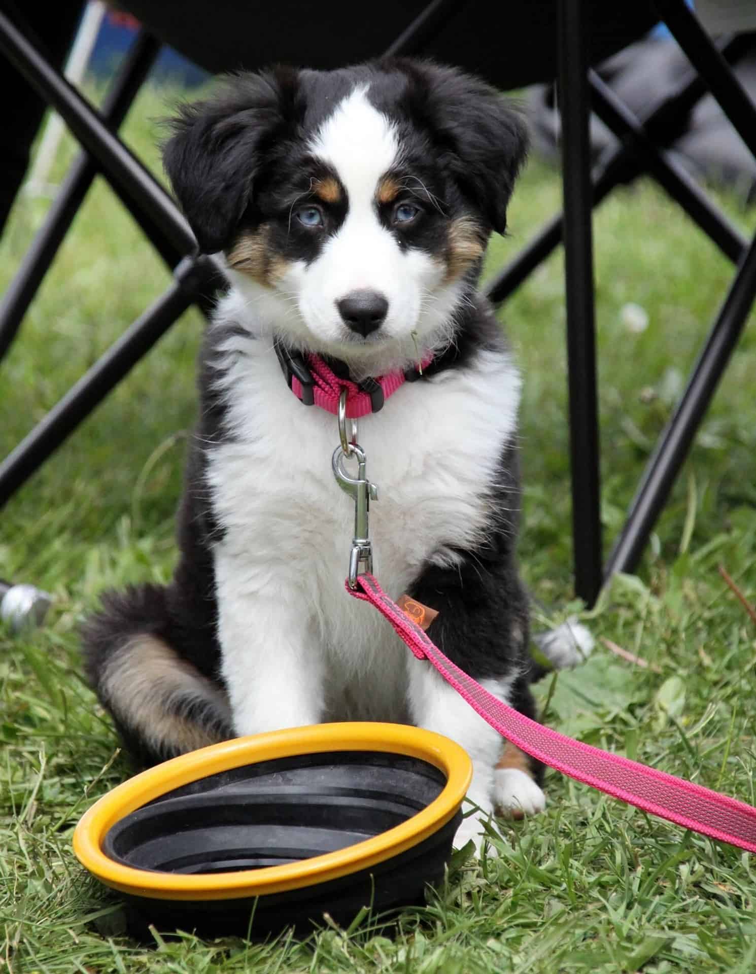 Chien avec une gamelle d'eau