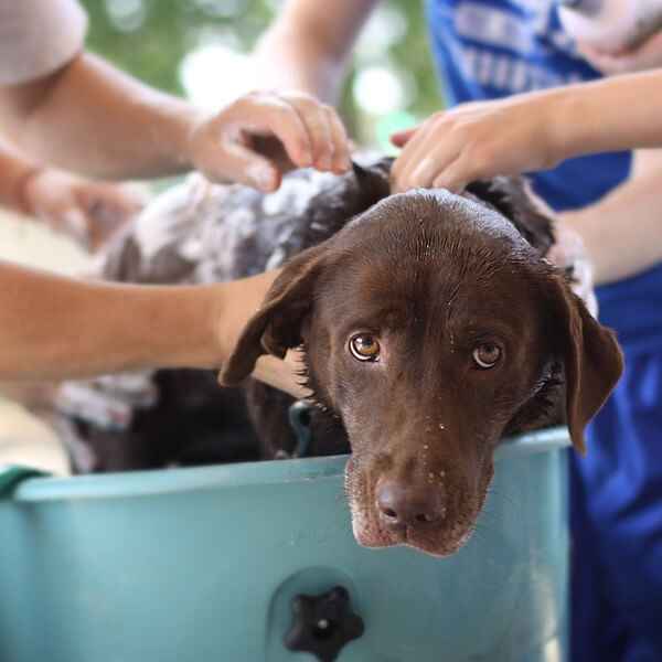 Avec quoi laver son chien quand on a pas de shampoing ?