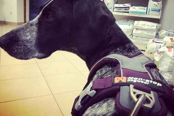 Test du harnais polyvalent pour chien Line Harness Non-Stop Dogwear