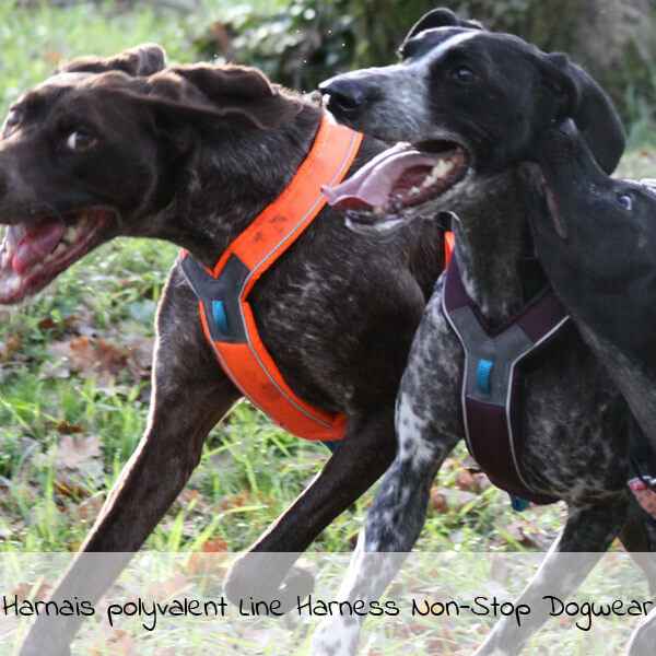Test du harnais polyvalent pour chien Line Harness Non-Stop Dogwear