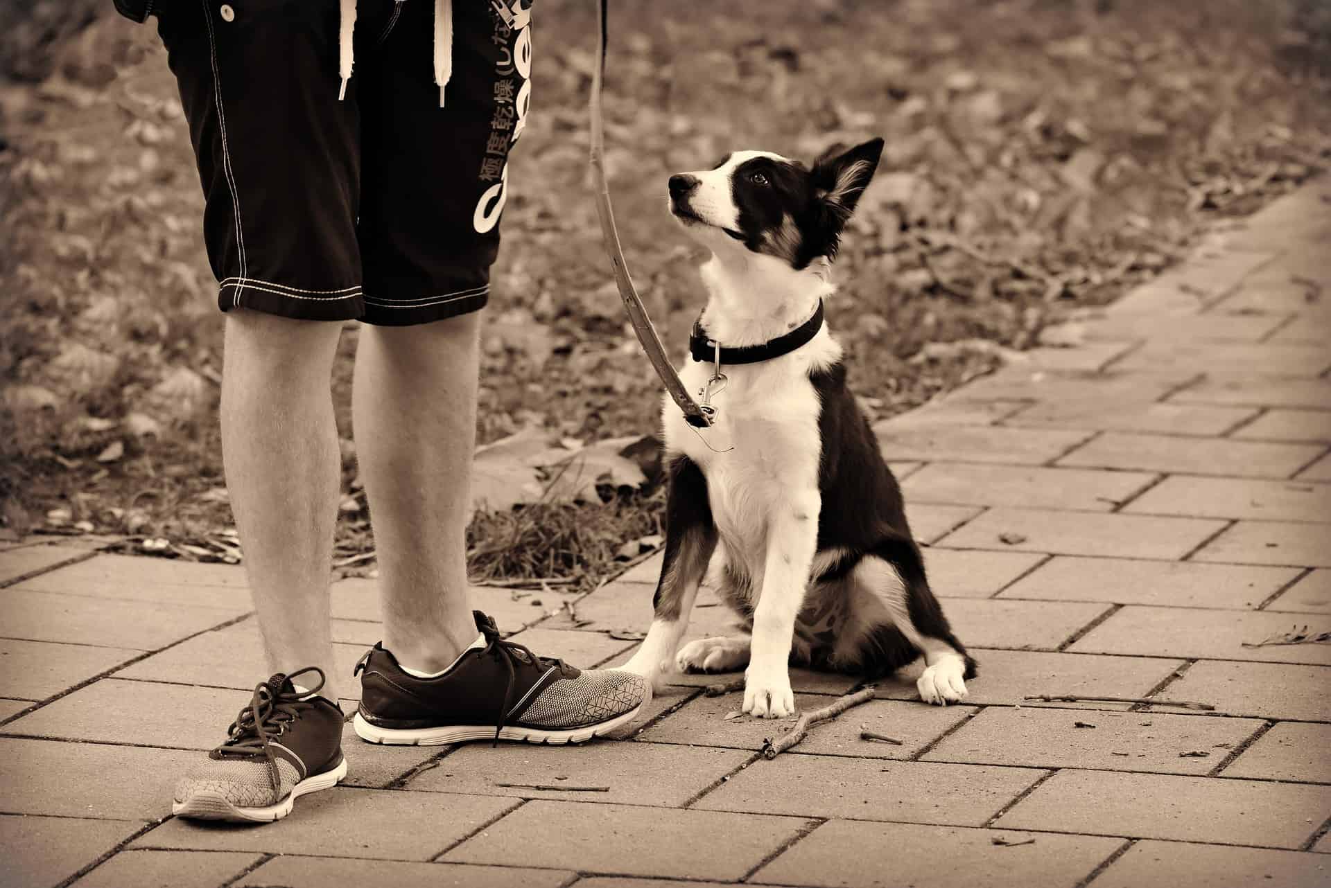 Photo de chien en laisse