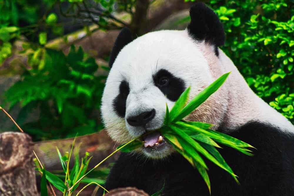 Panda géant mignon