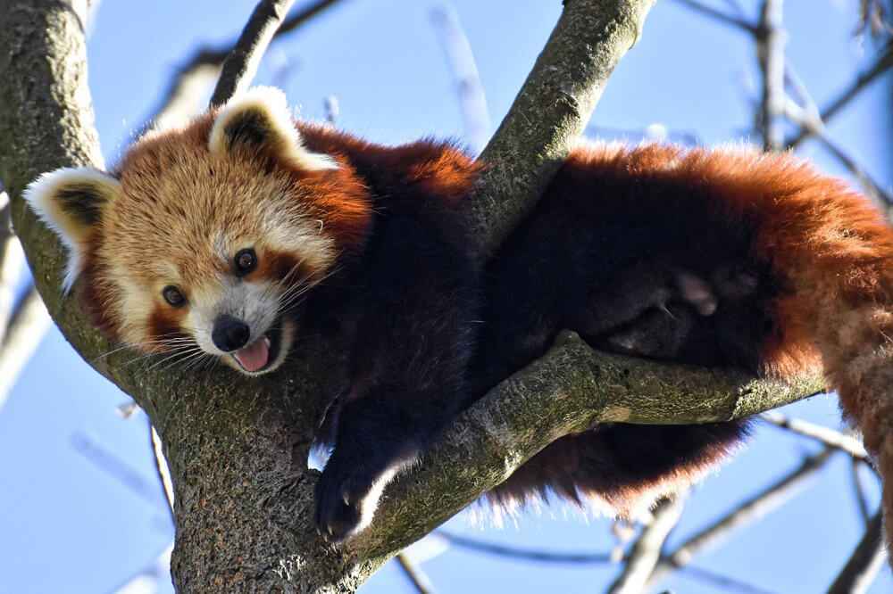 panda roux mignon