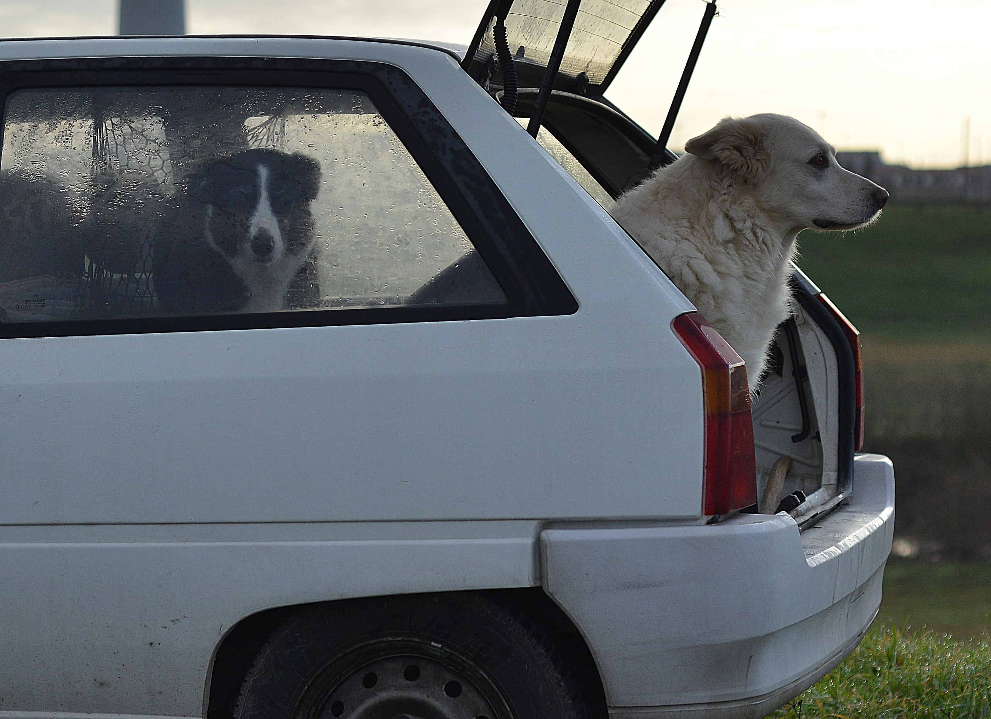 2 chien dans une voiture