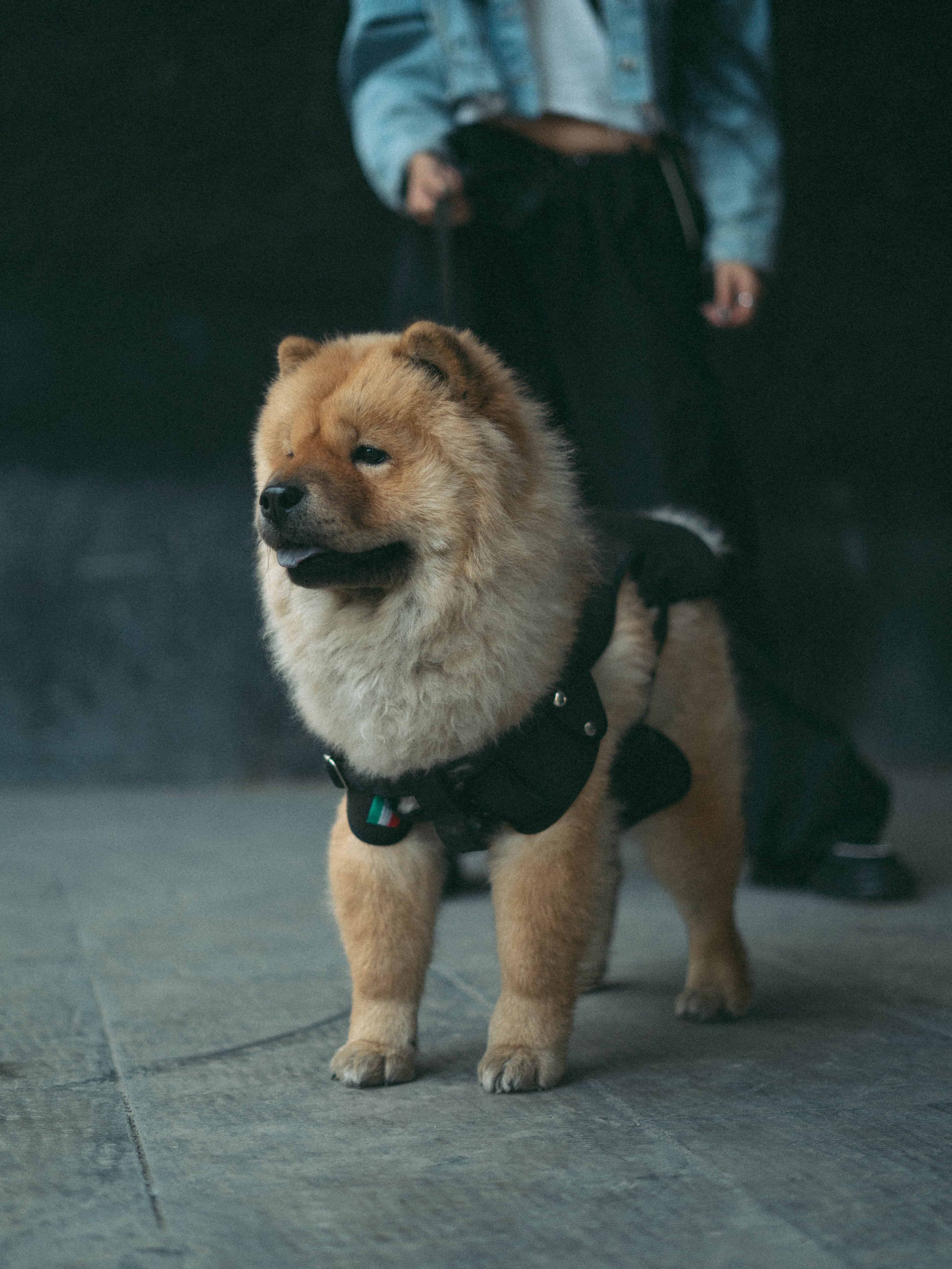 Chien tenu en laisse avec un harnais