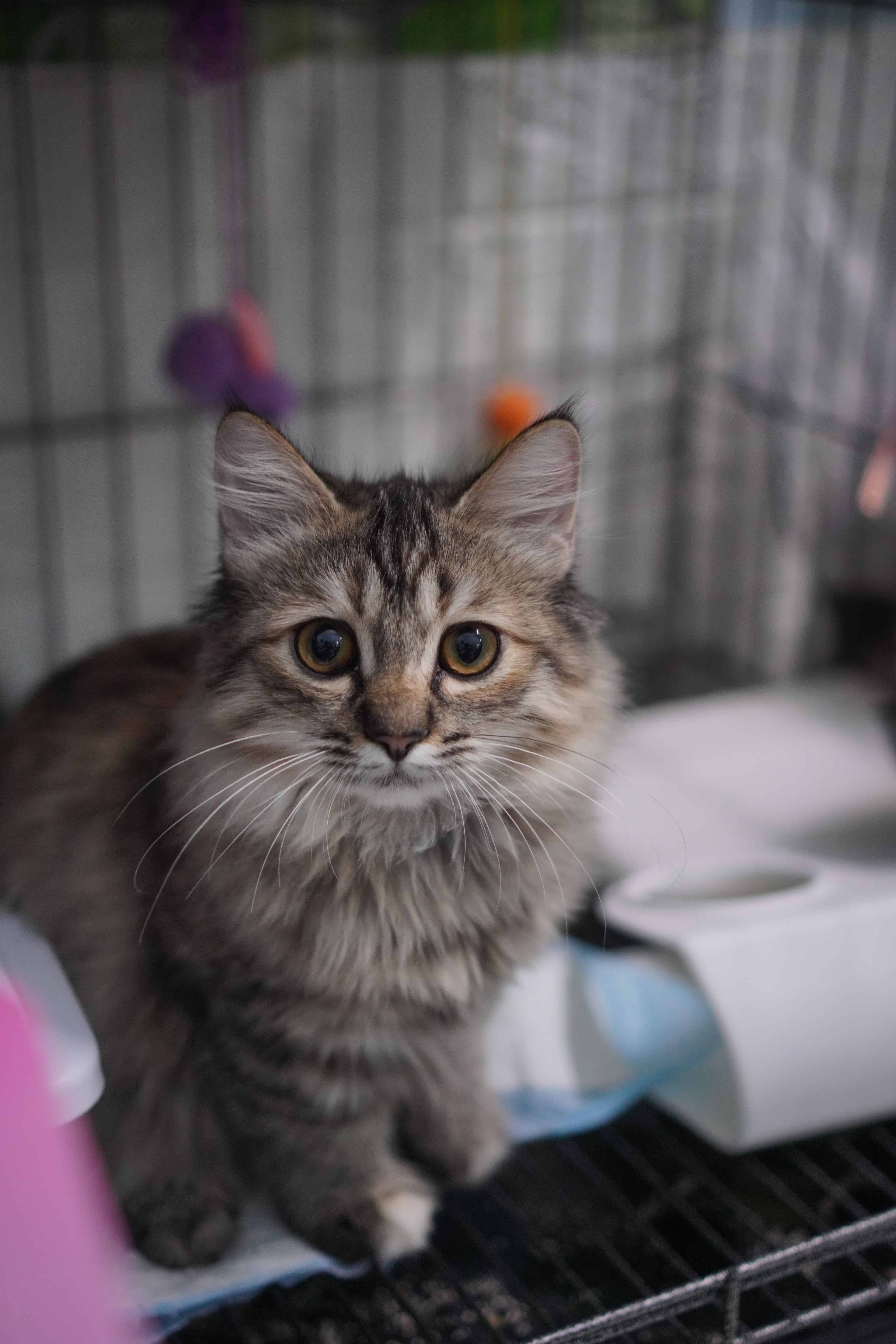 Image de chat