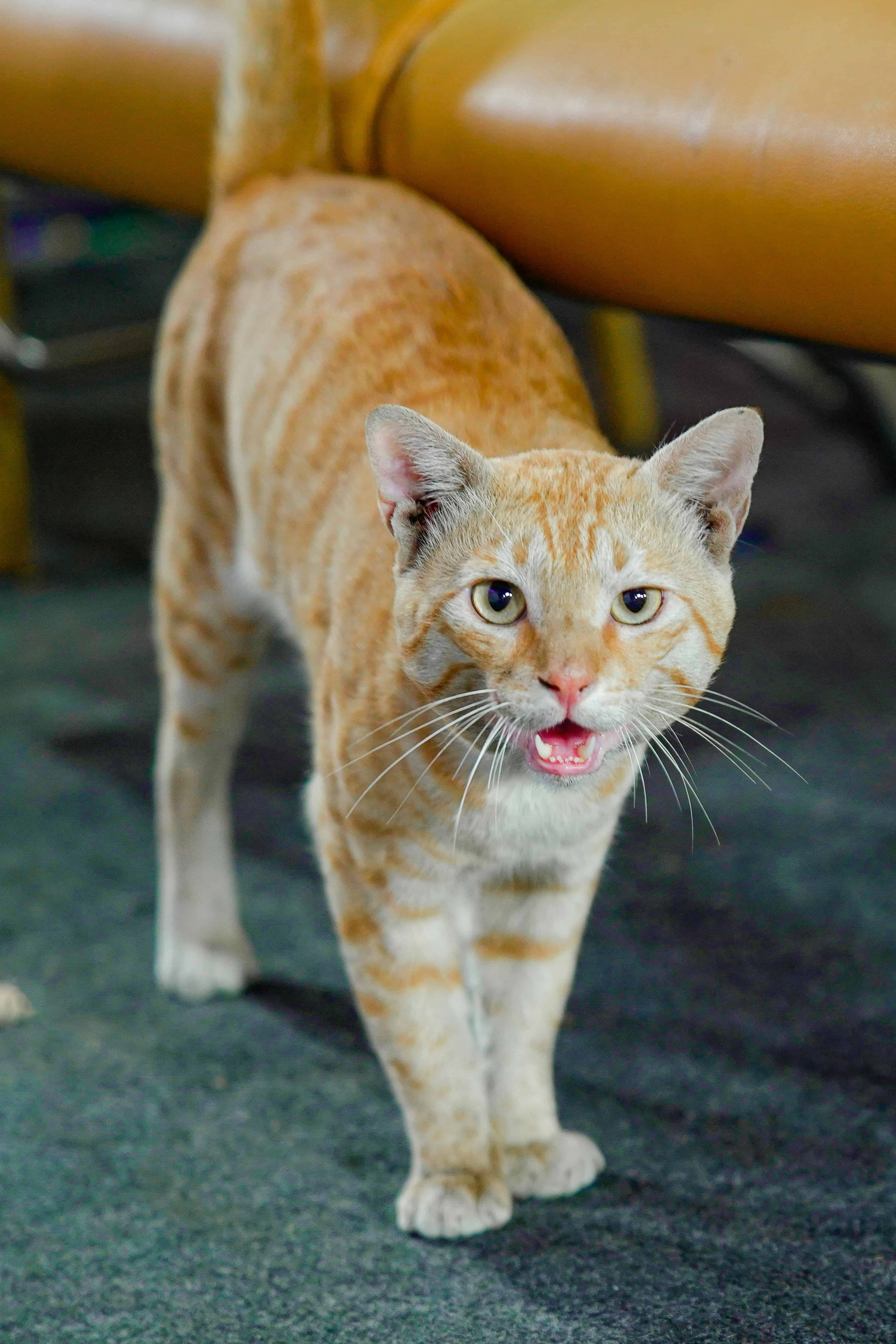 Nettoyer et désinfecter correctement les plaies chat