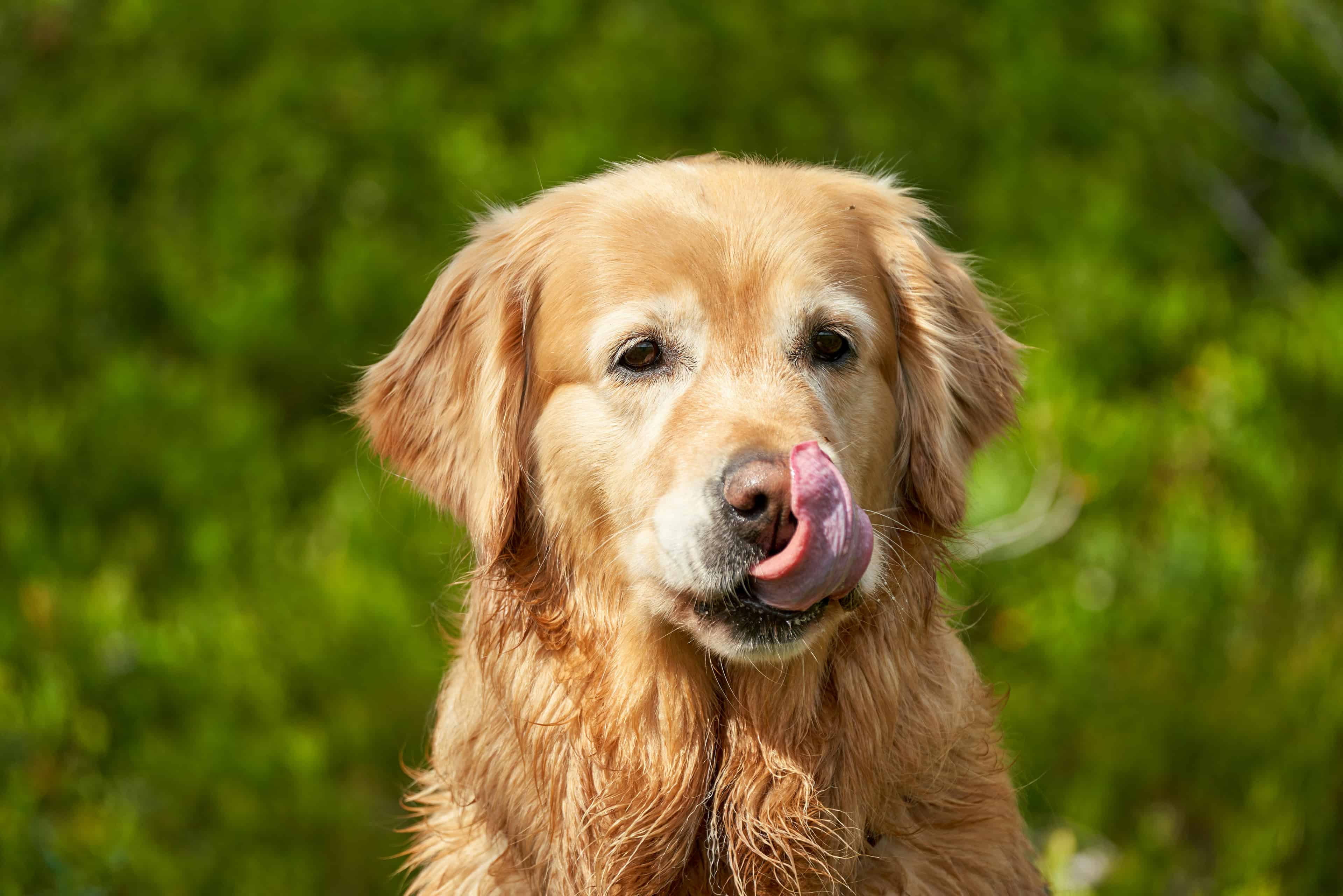 Le vieillissement du chien et l'évolution naturelle du pelage