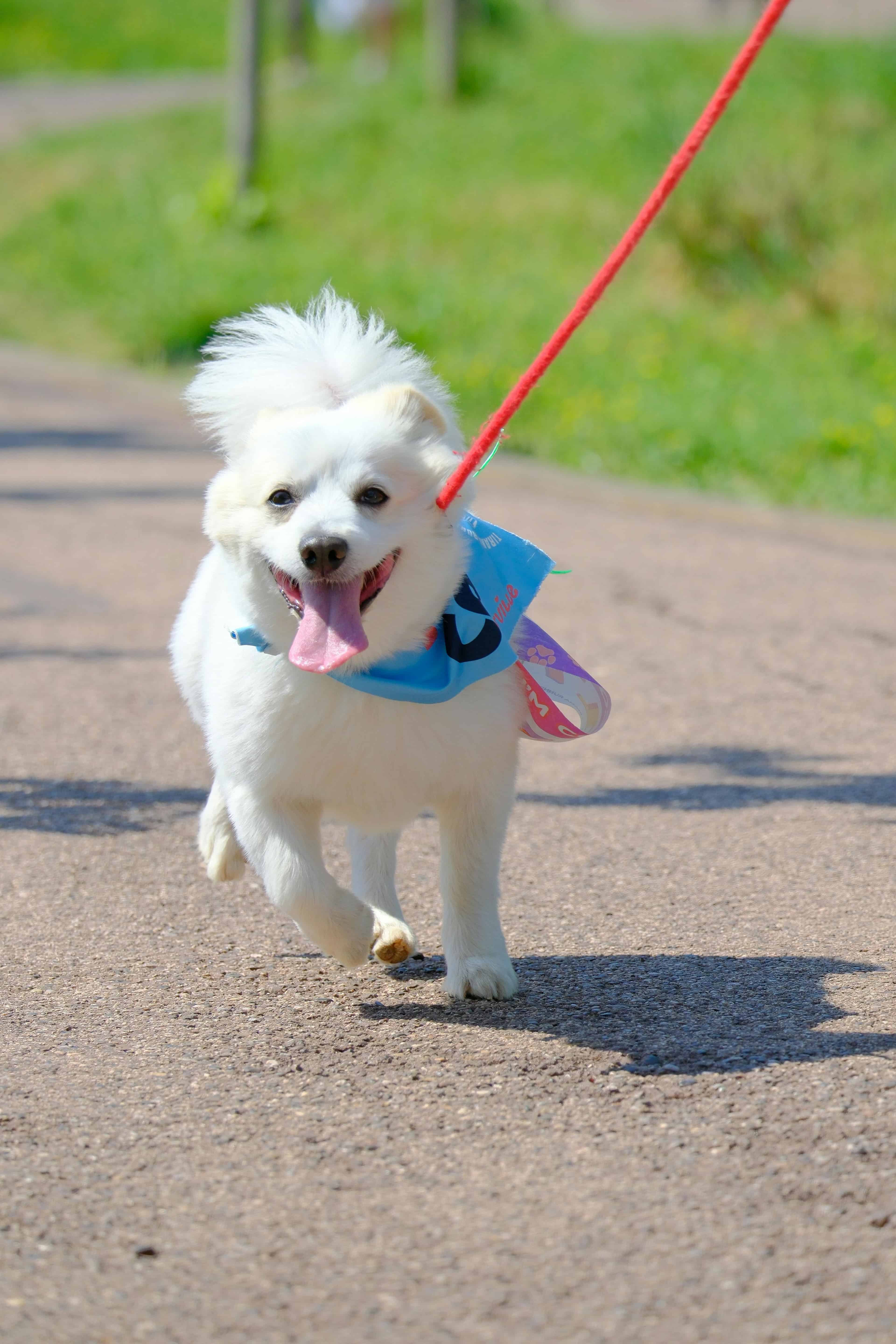 Les différents types de litière pour chien disponibles