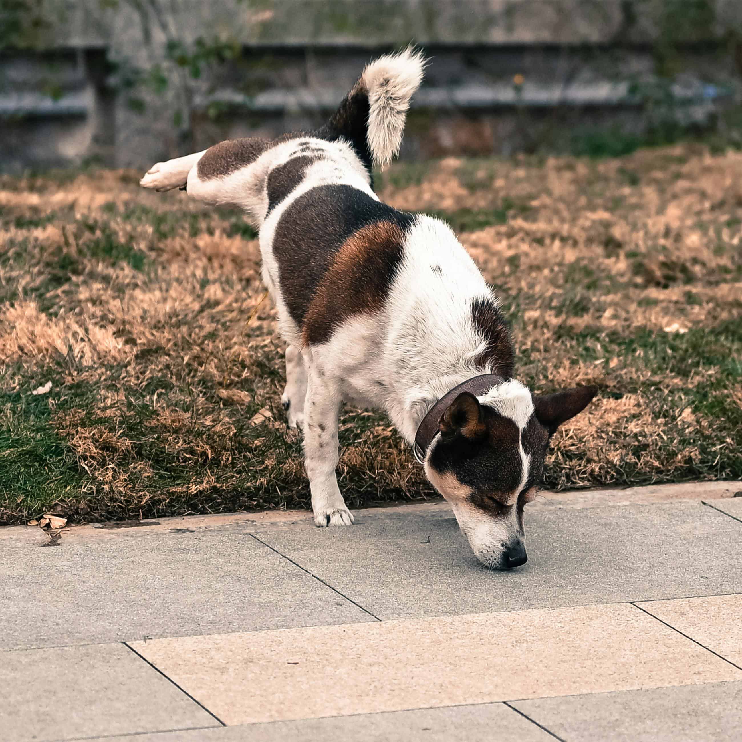 Urine Stop, le spray spécialisé