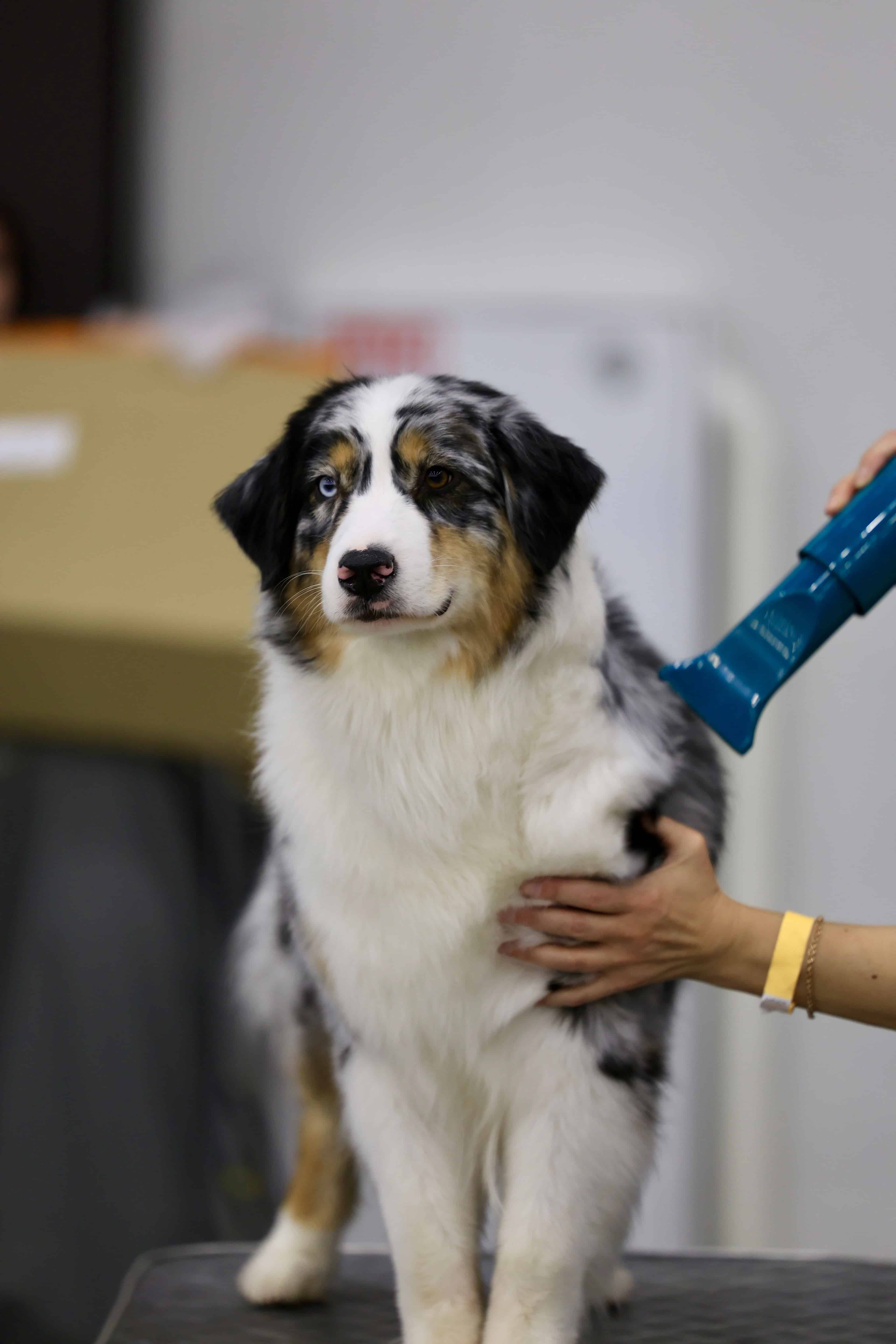 Pourquoi un grand chien ne se sèche pas comme un petit ?