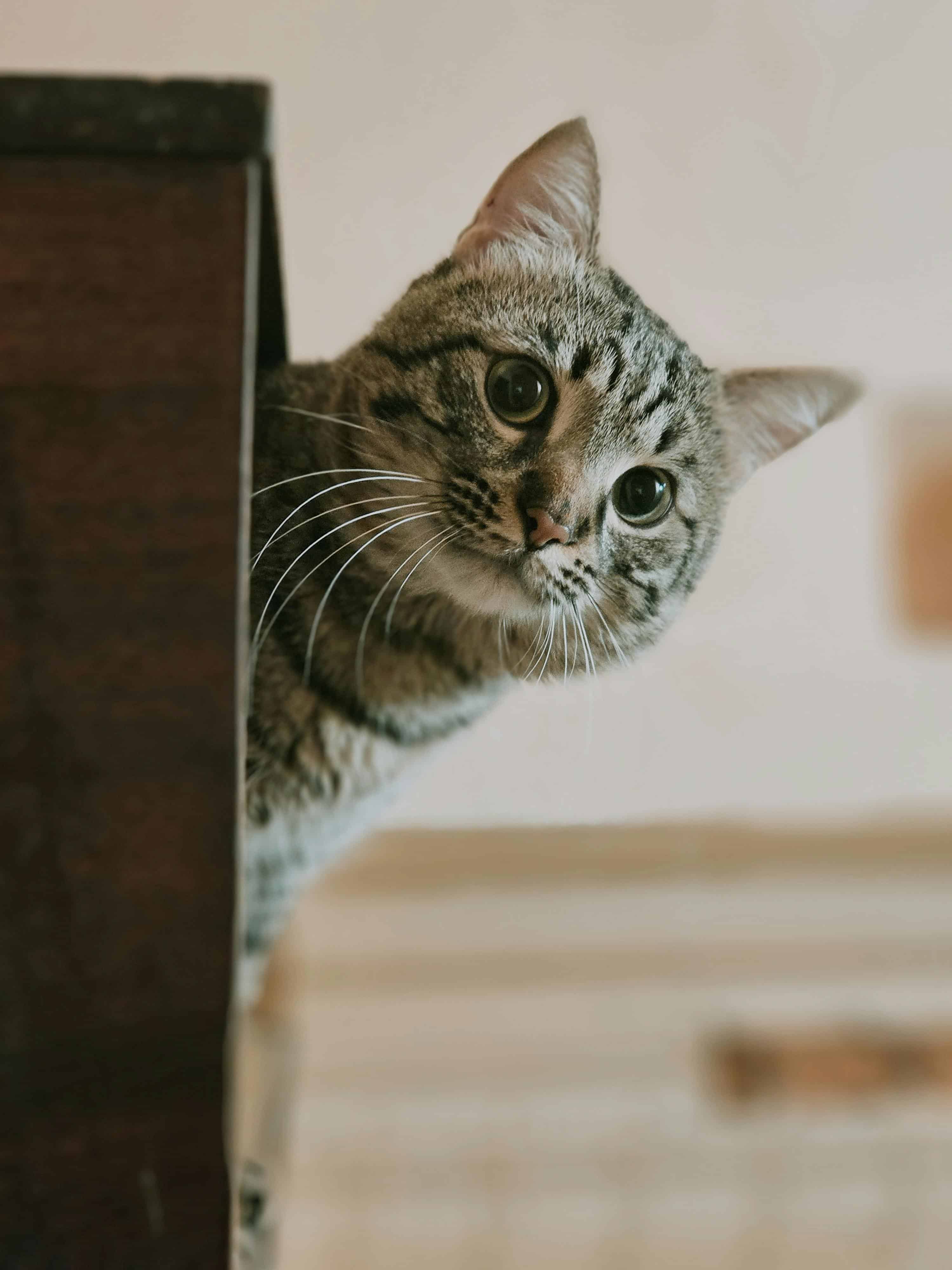Mal des transports : un chat qui vomit en voiture