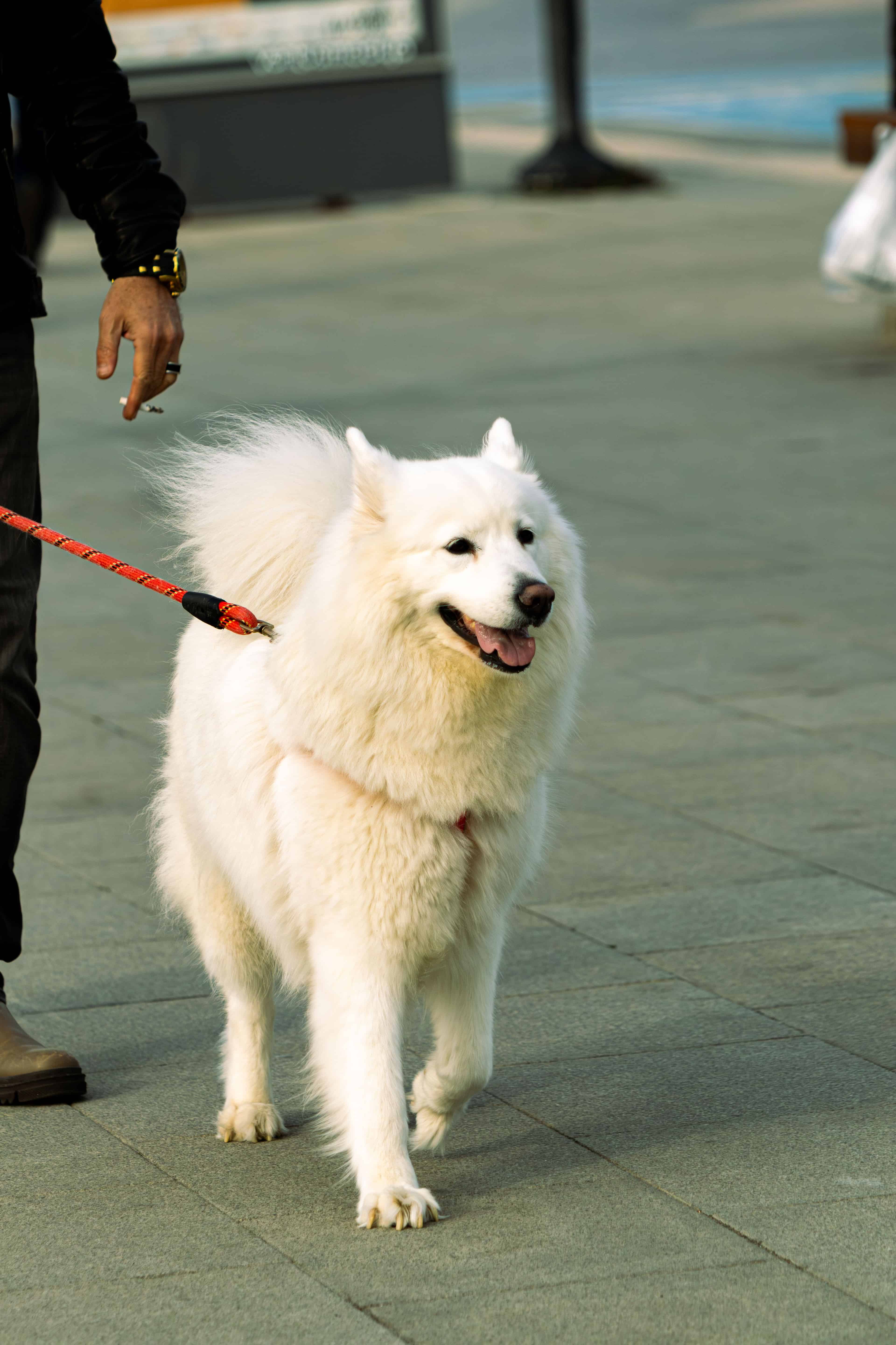 Photo de chien en laisse