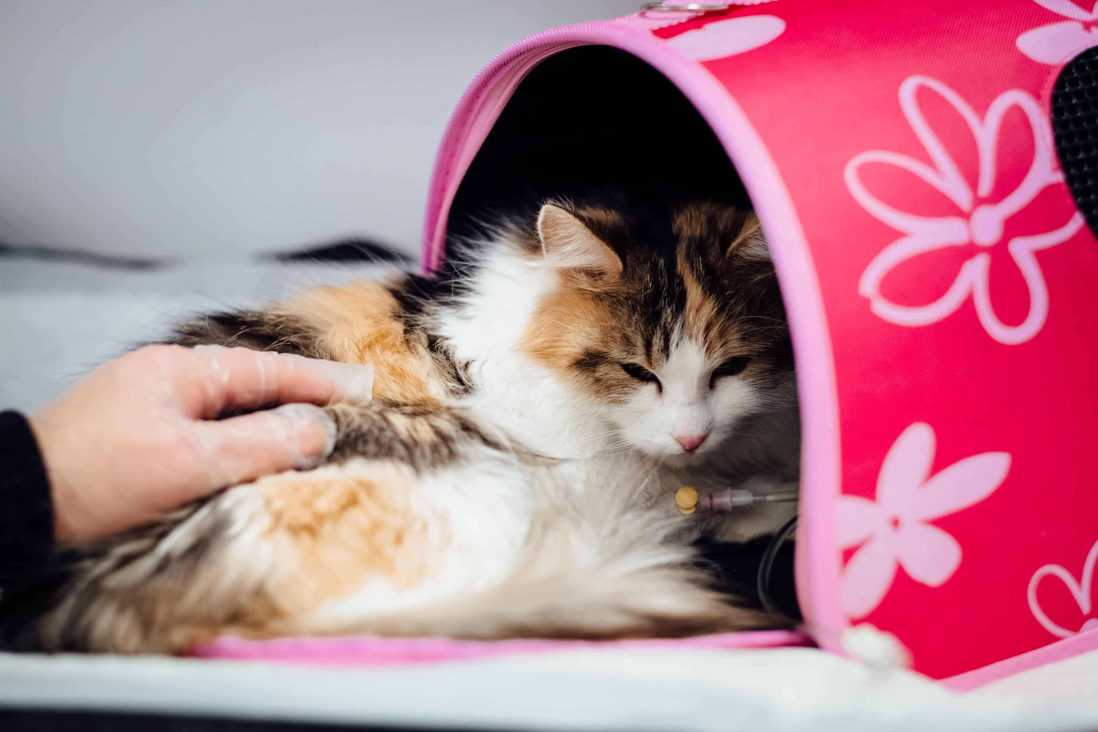 Image de chat chez le vétérinaire