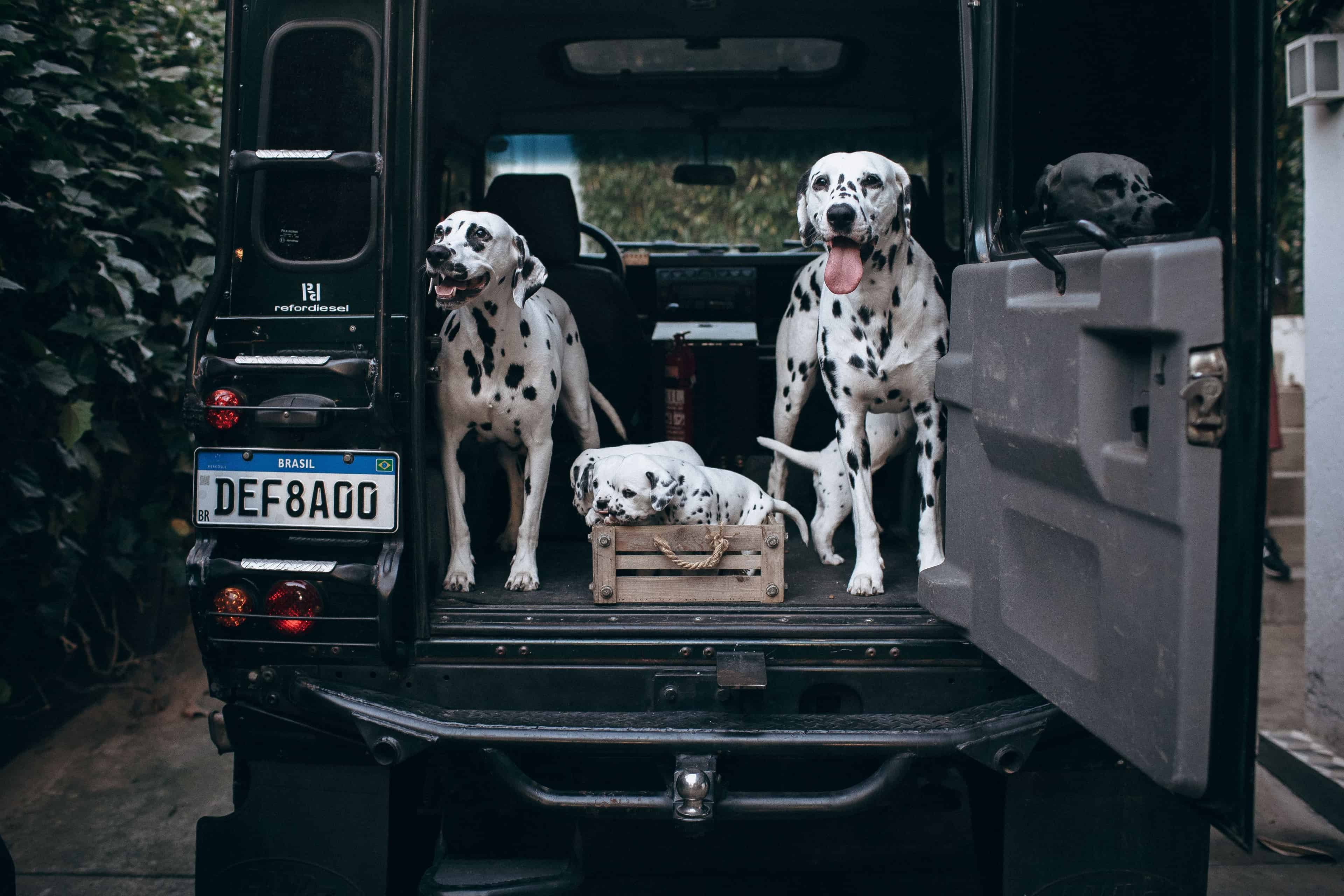 Trois chien dans un coffre