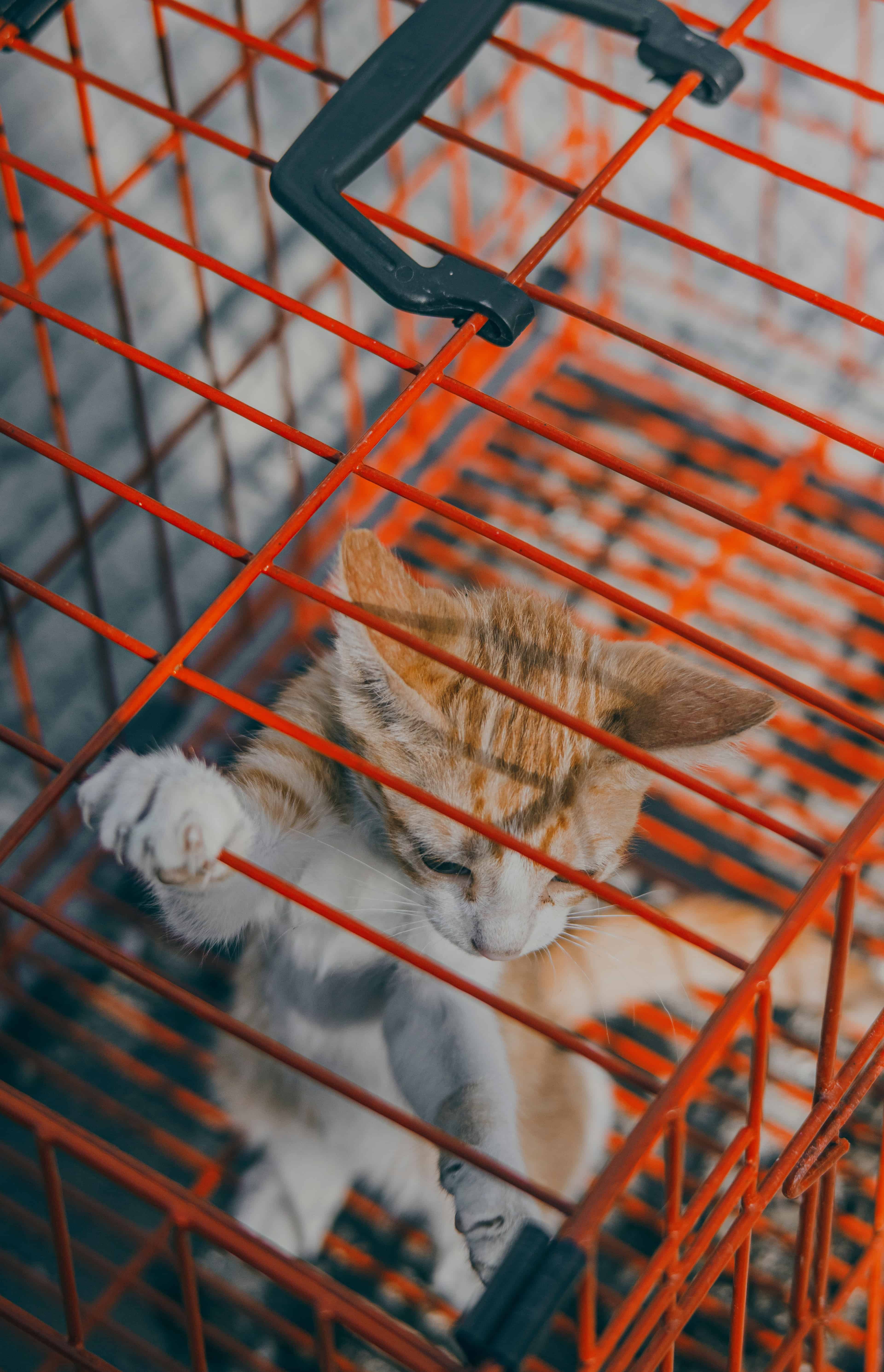 Image de chat dans une cage