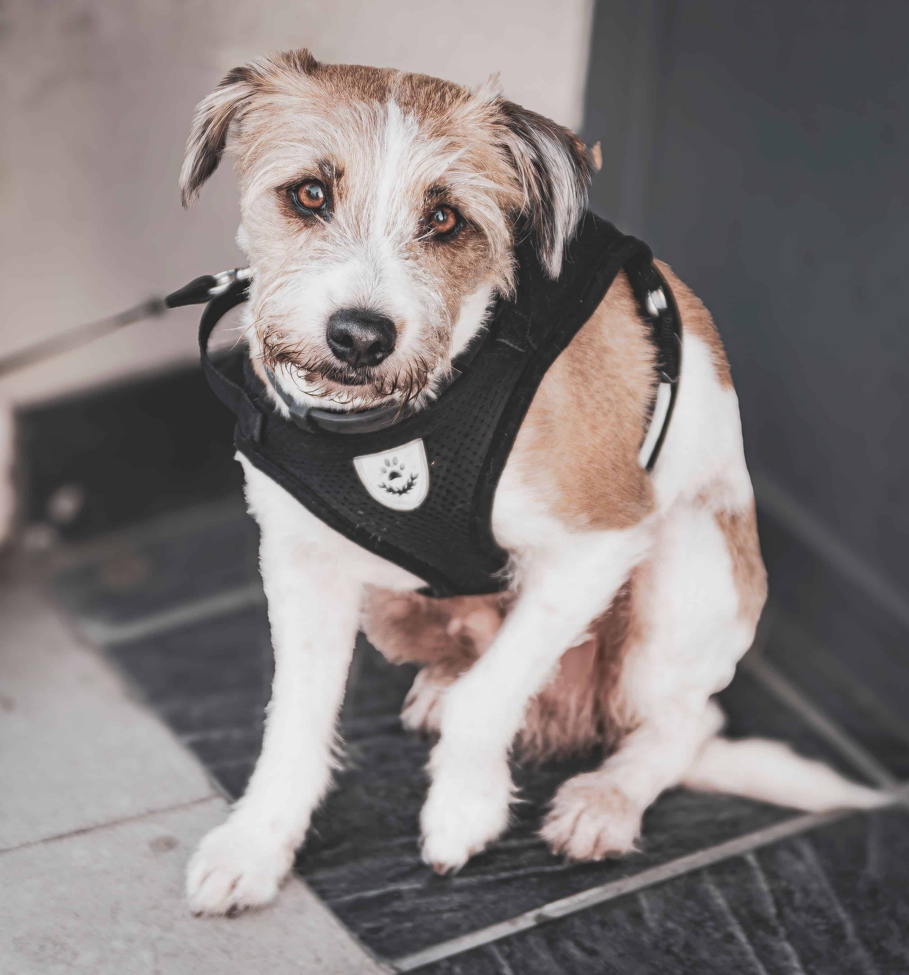 Chien avec un harnais