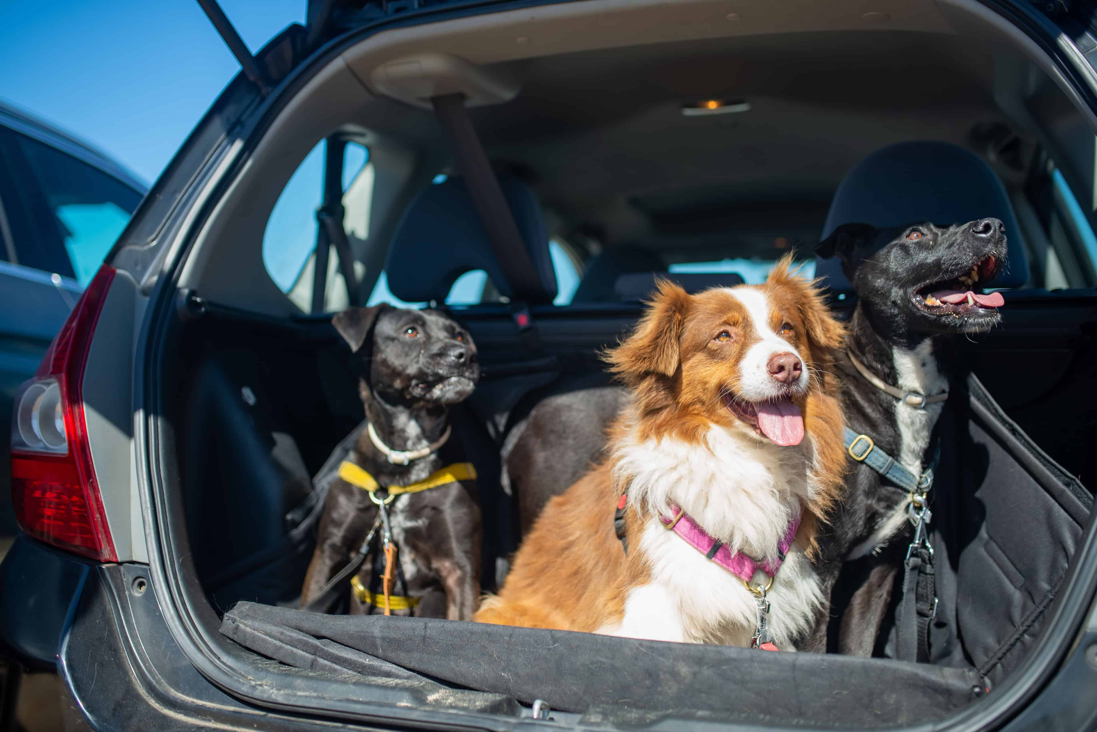 Trois chien dans un coffre