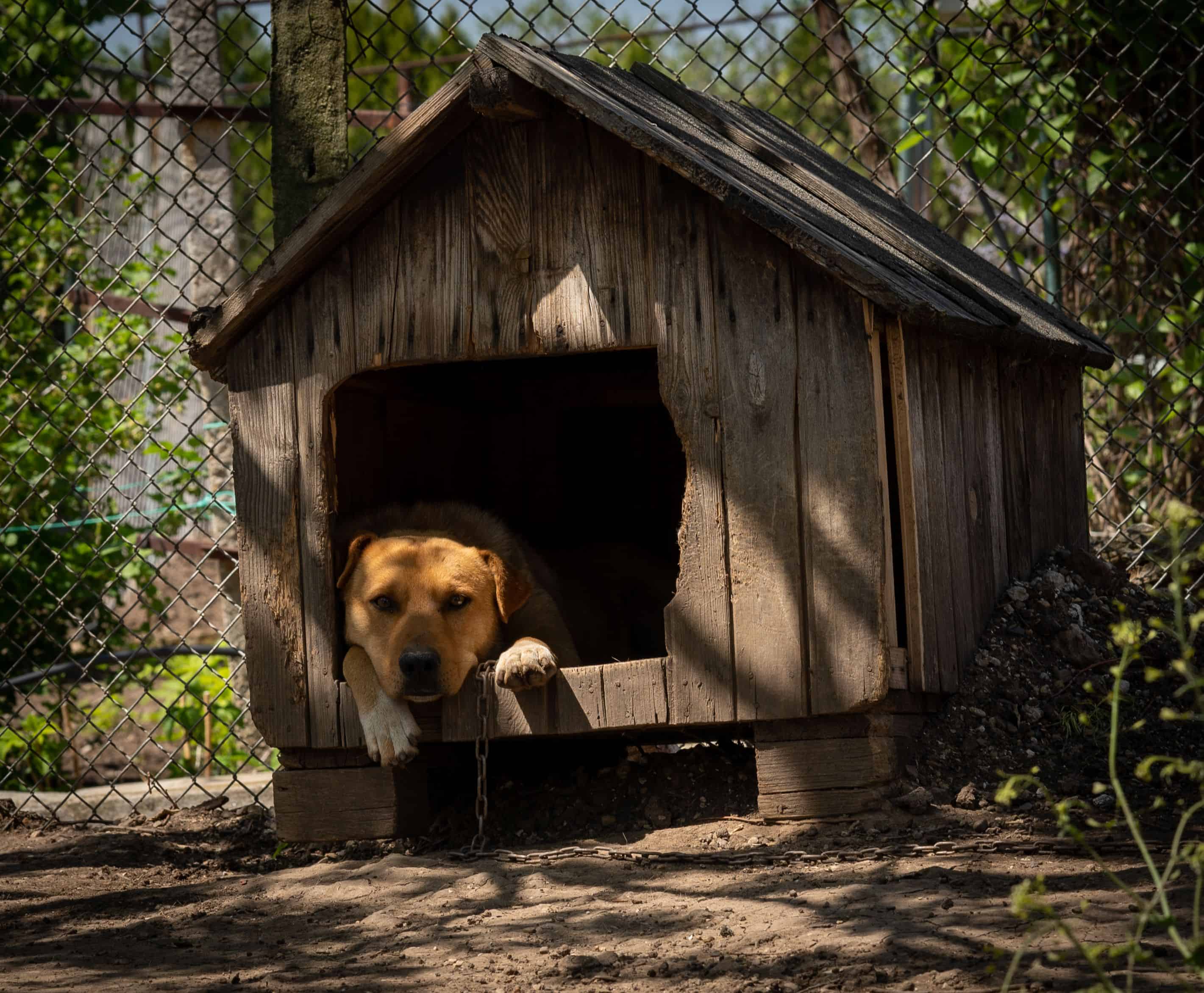 Une niche se chauffe avec le corps du chien