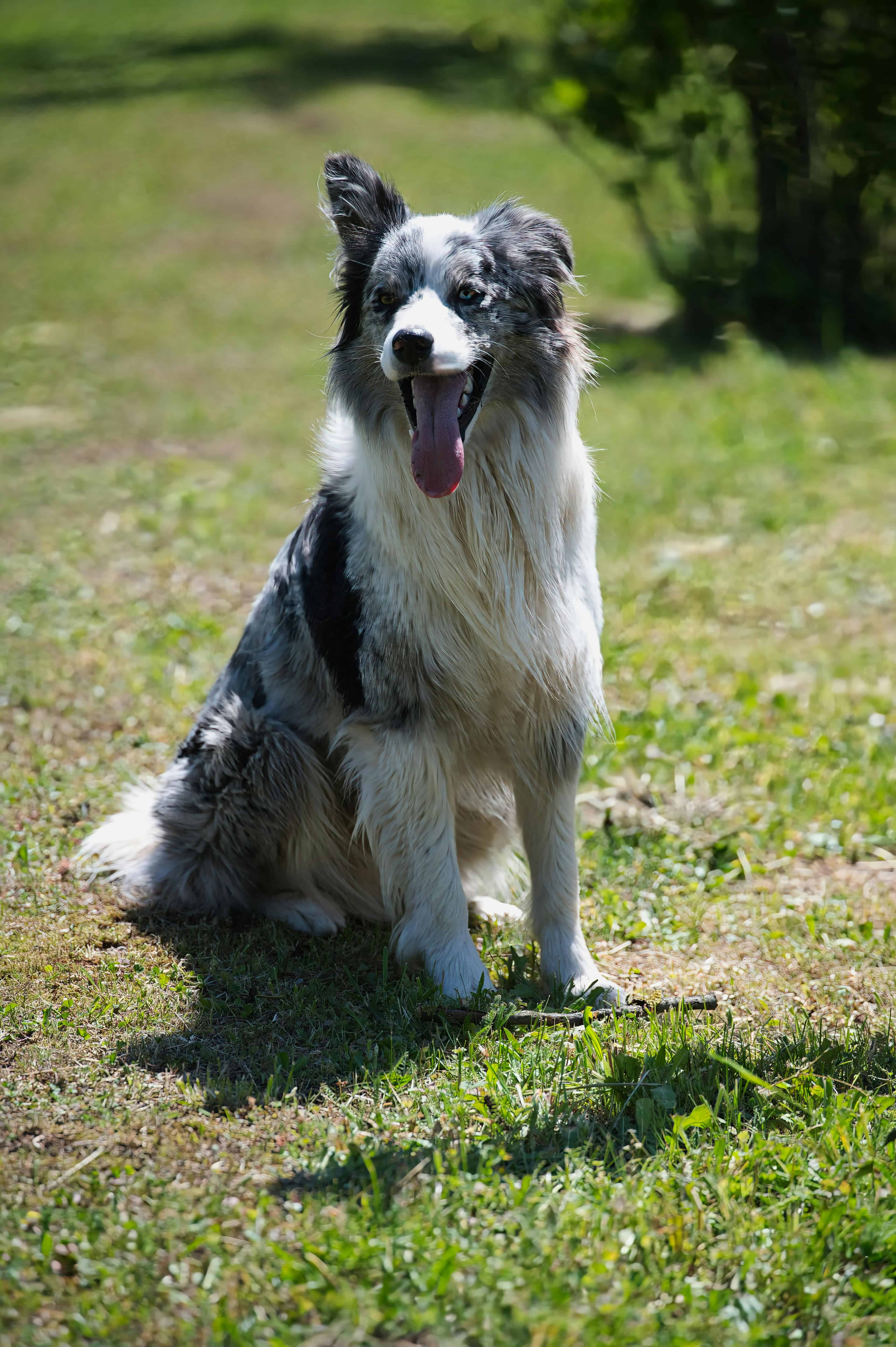 Les différents types de litière pour chien disponibles