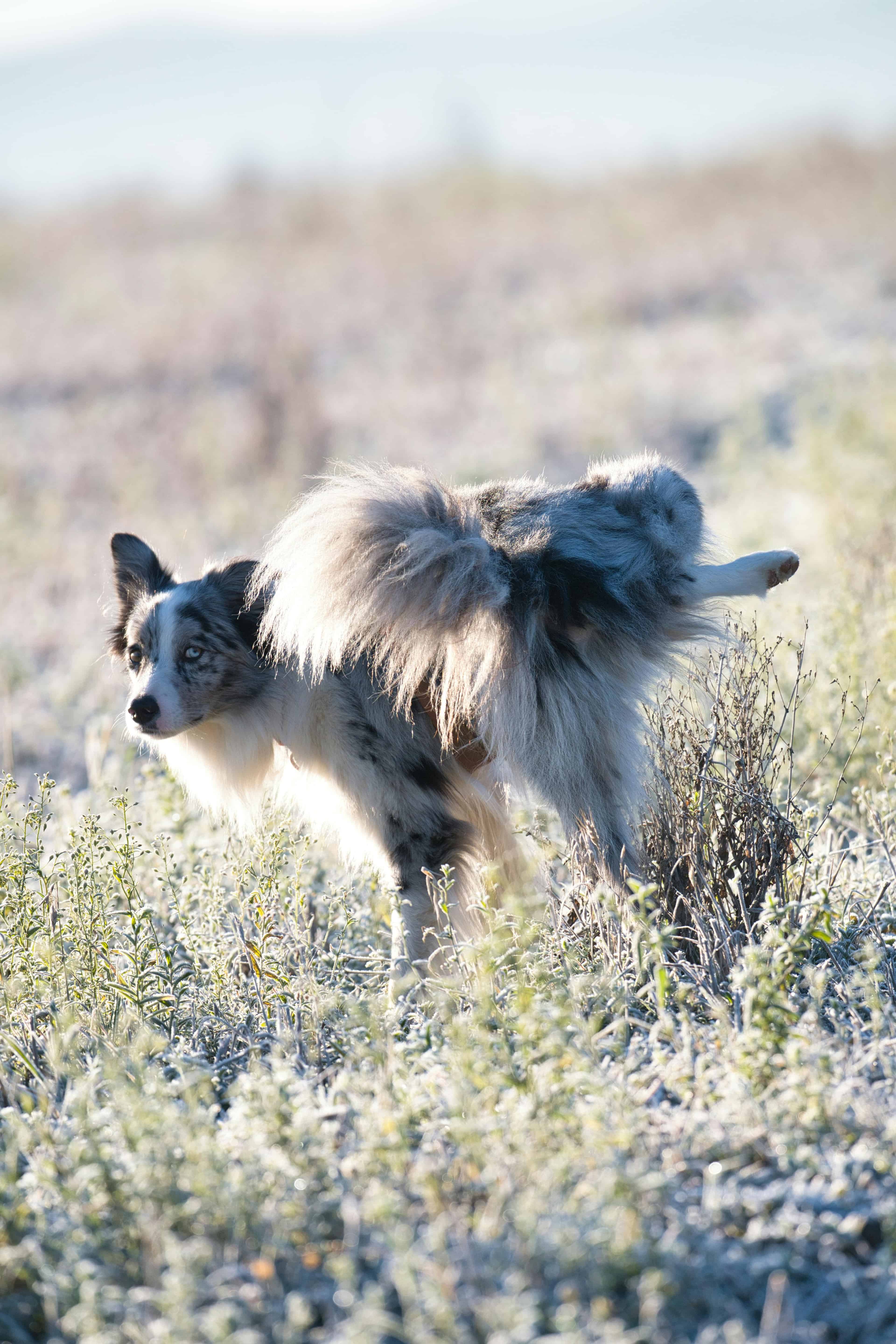 Est-ce qu'il peut faire ses besoins dans une litière