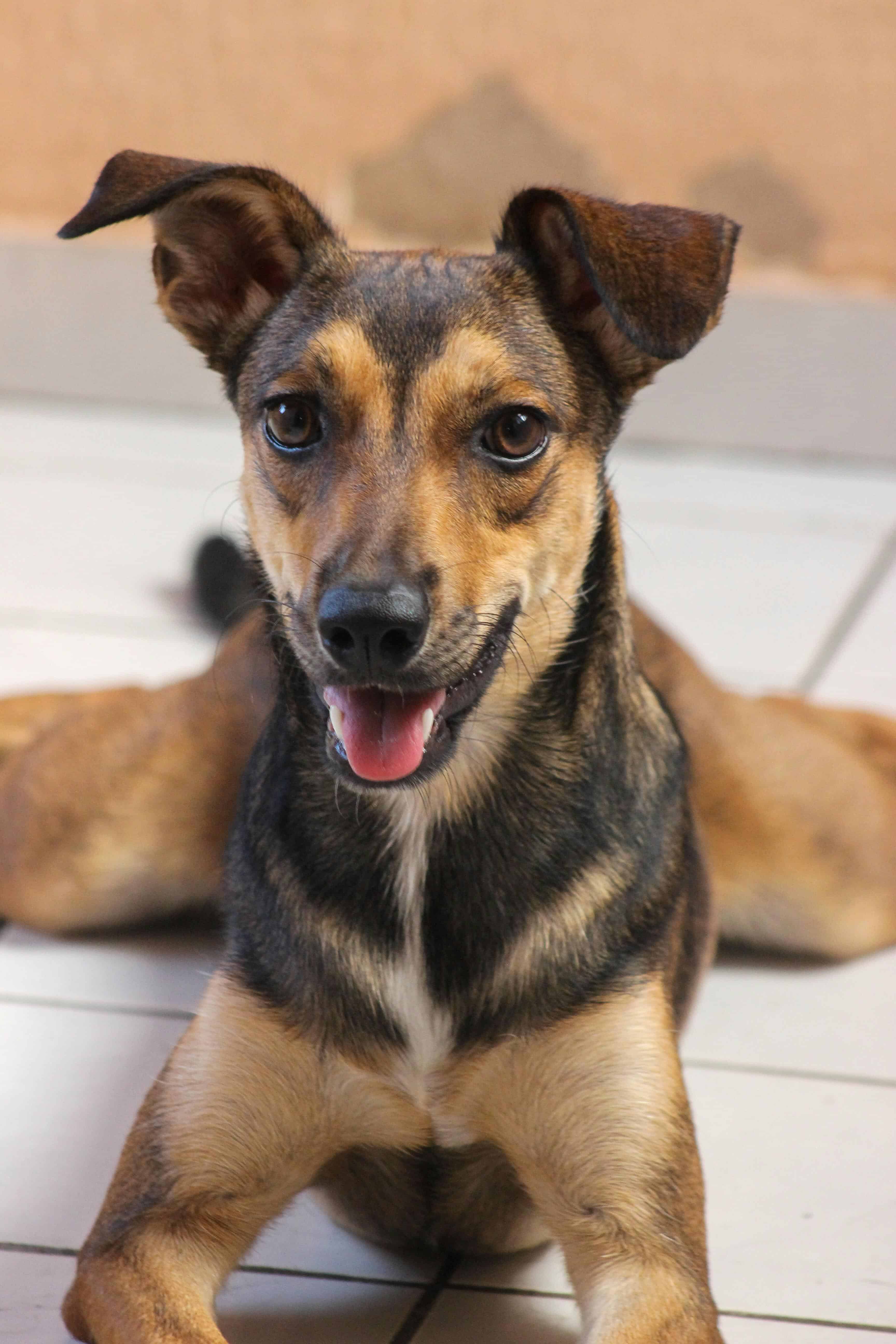 Stérilisation : une solution à envisager pour la première chaleur du chien