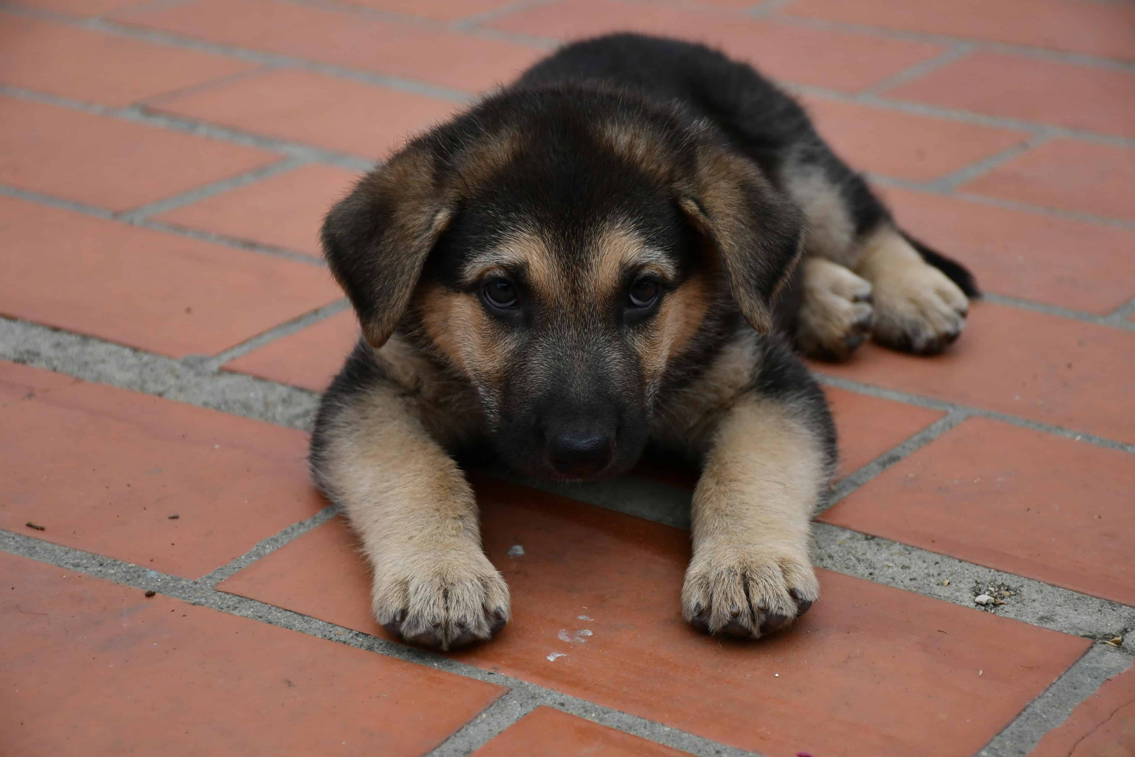 Pour chiot