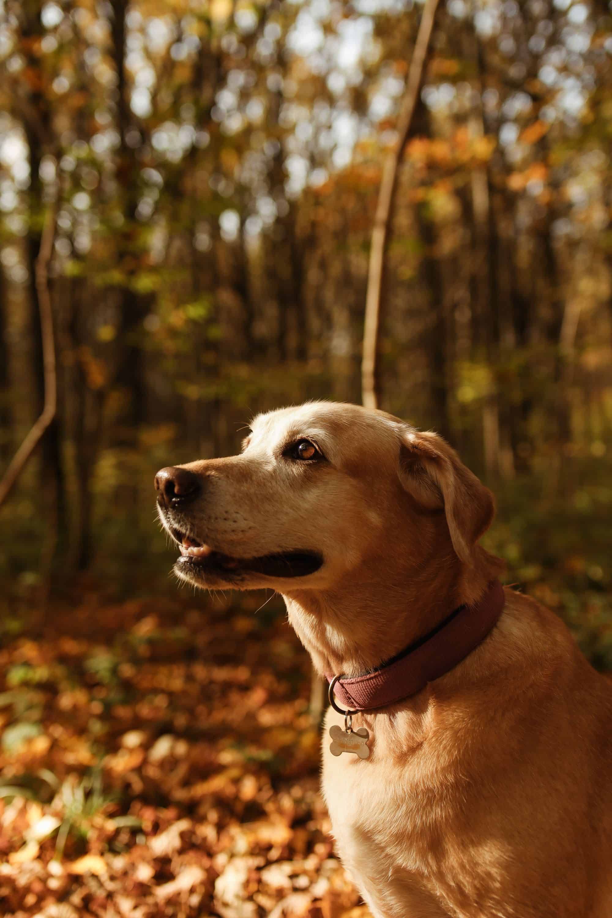 Photo de chien en laisse