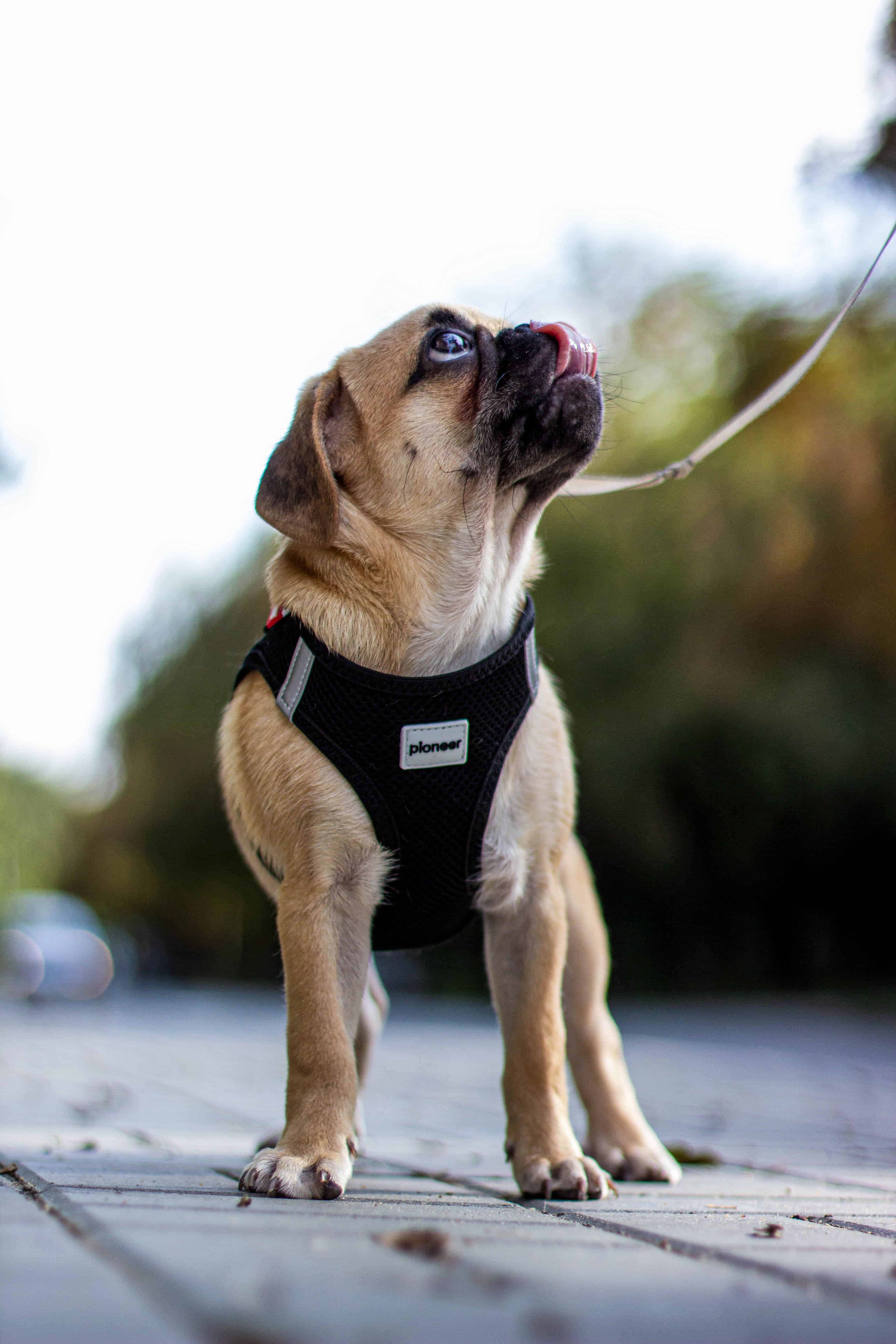 Chien avec un harnais