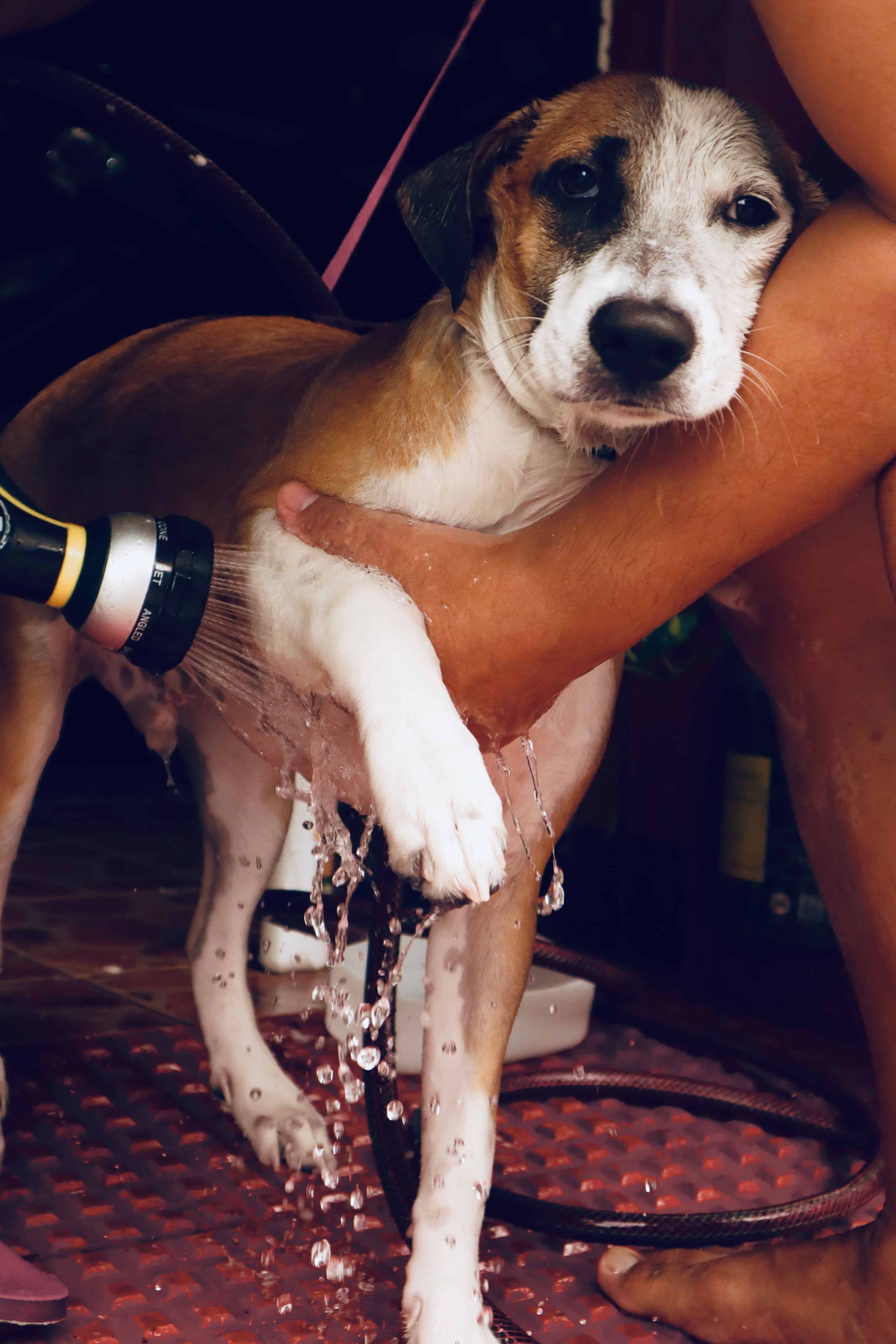 Le shampoing sec : une solution rapide pour laver un chien pressé