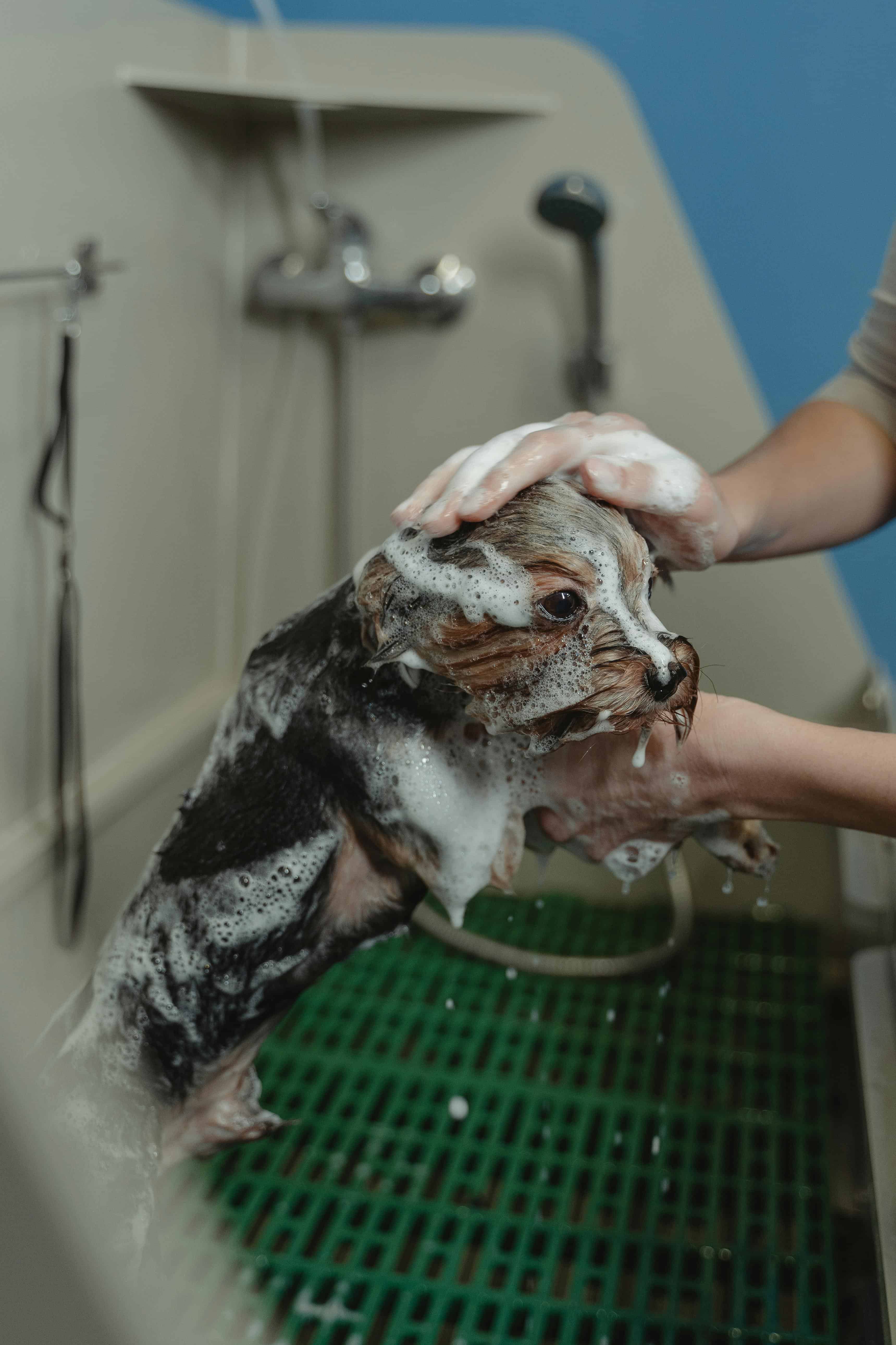 Les étapes pour laver un chien correctement