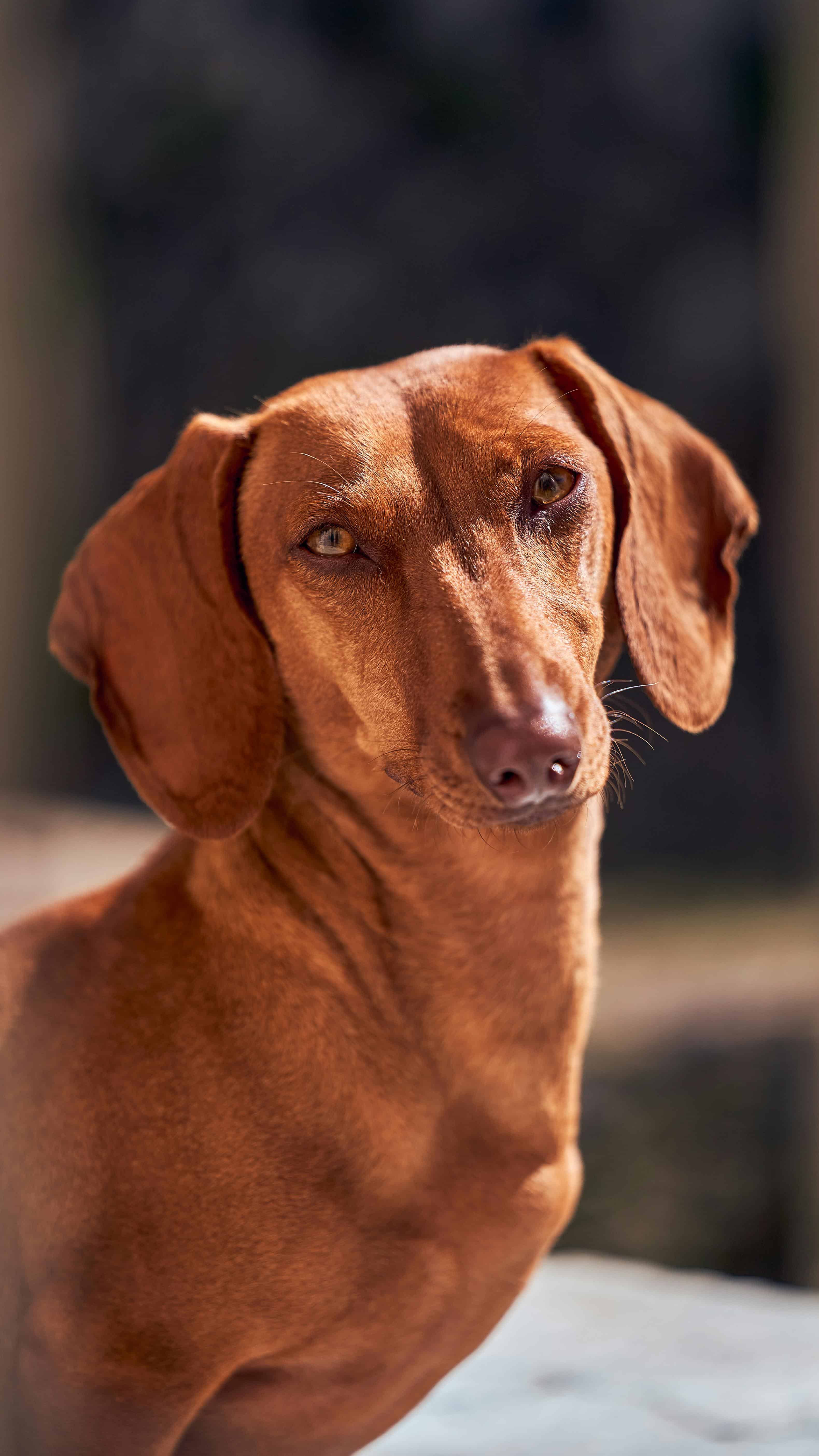 Combien de temps dure le rut chez un chien mâle