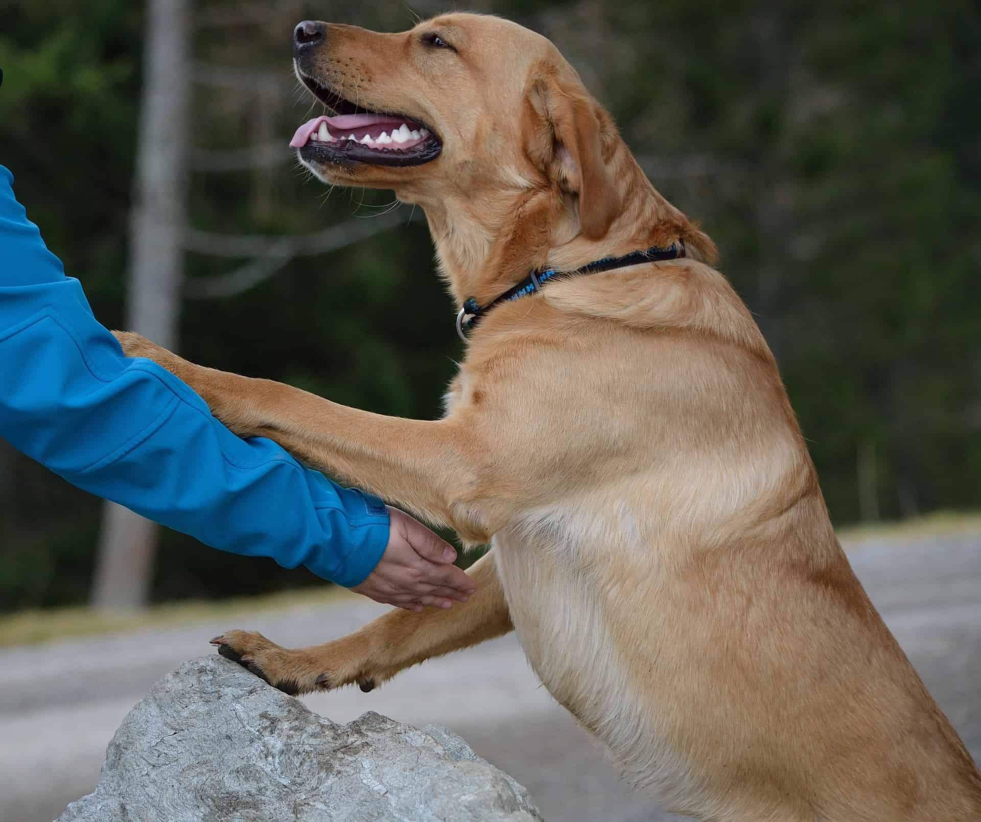 Chien qui donne la pate