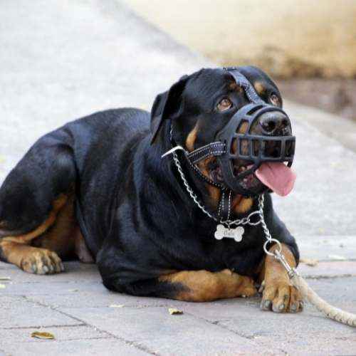Pourquoi une muselière de frappe est-elle nécessaire pour les Rottweilers ?