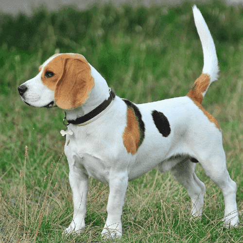 le beagle nain