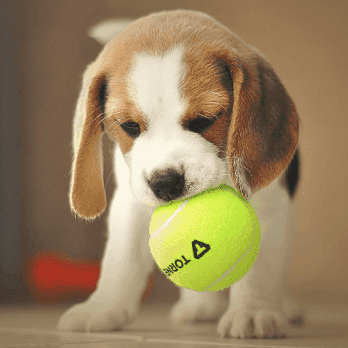 Le chiot beagle