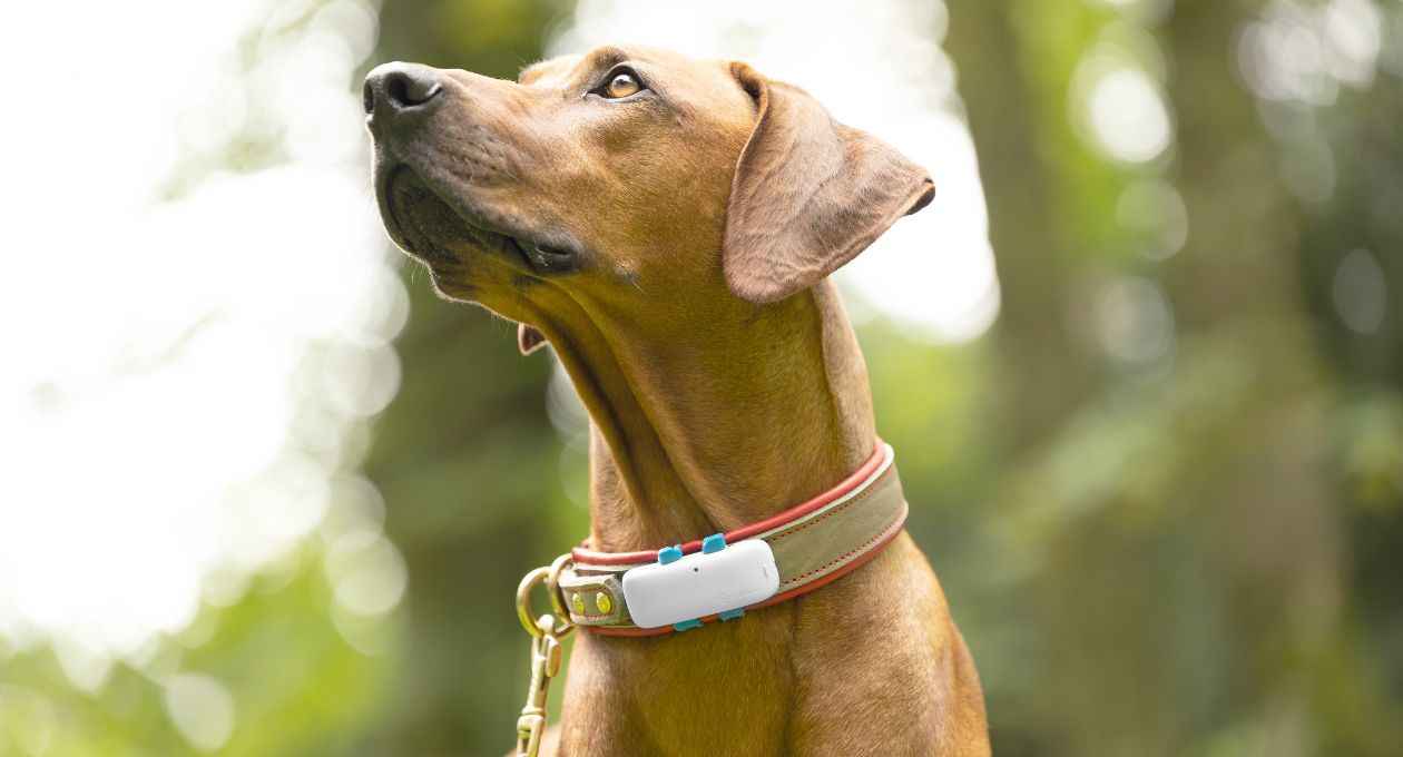 Tractive GPS chien