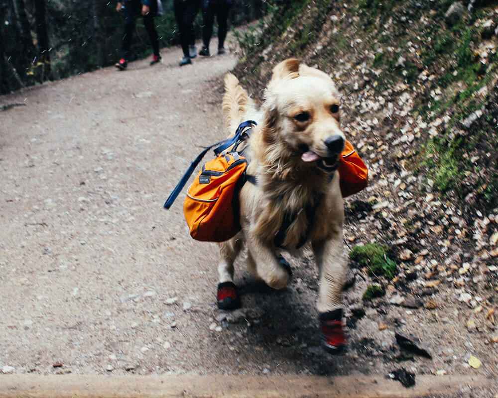 Est-ce que mon chien peut porter un sac ?